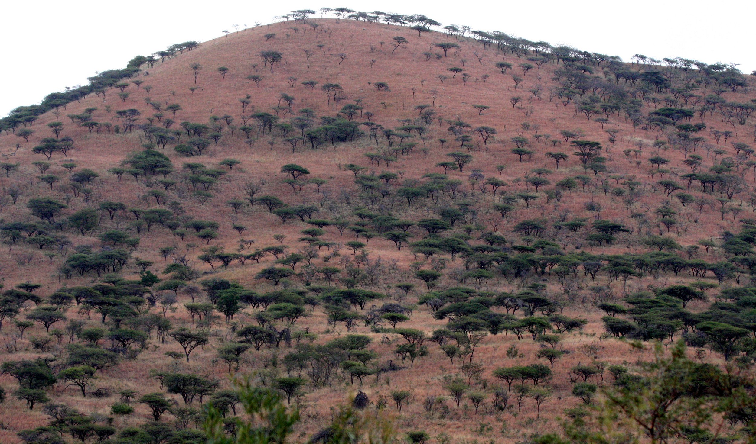 IMFOLOZI NATIONAL PARK SOUTH AFRICA - WOODLAND COMMUNITY.JPG