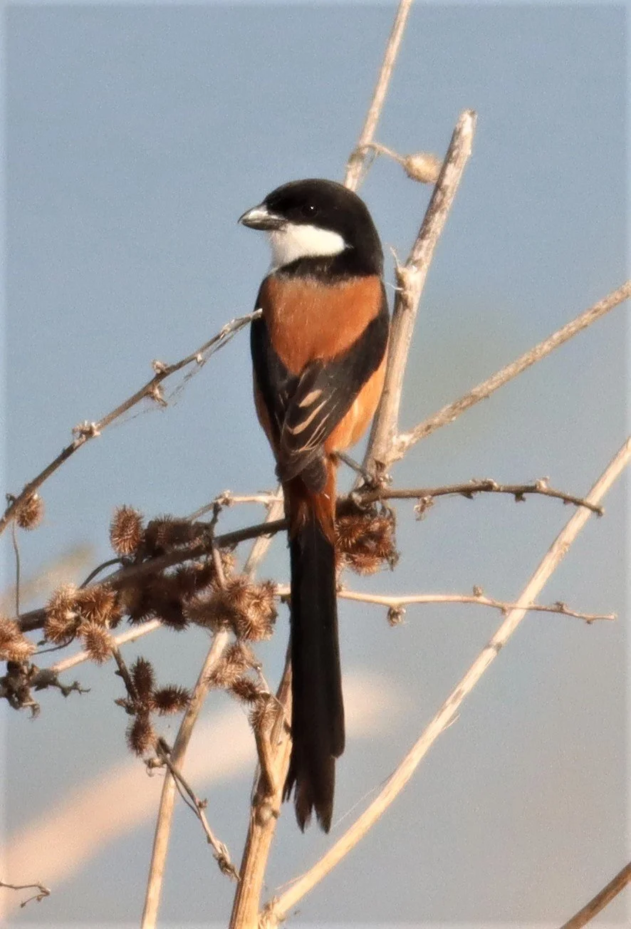 Long-tailed Shrike (Lanius schach) Lumtakong Lake Pak Chong (4).JPG