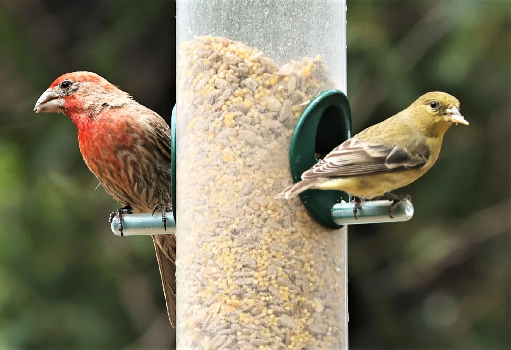 House Finch (Haemorhous mexicanus) Ash Canyon Arizona (11).jpg