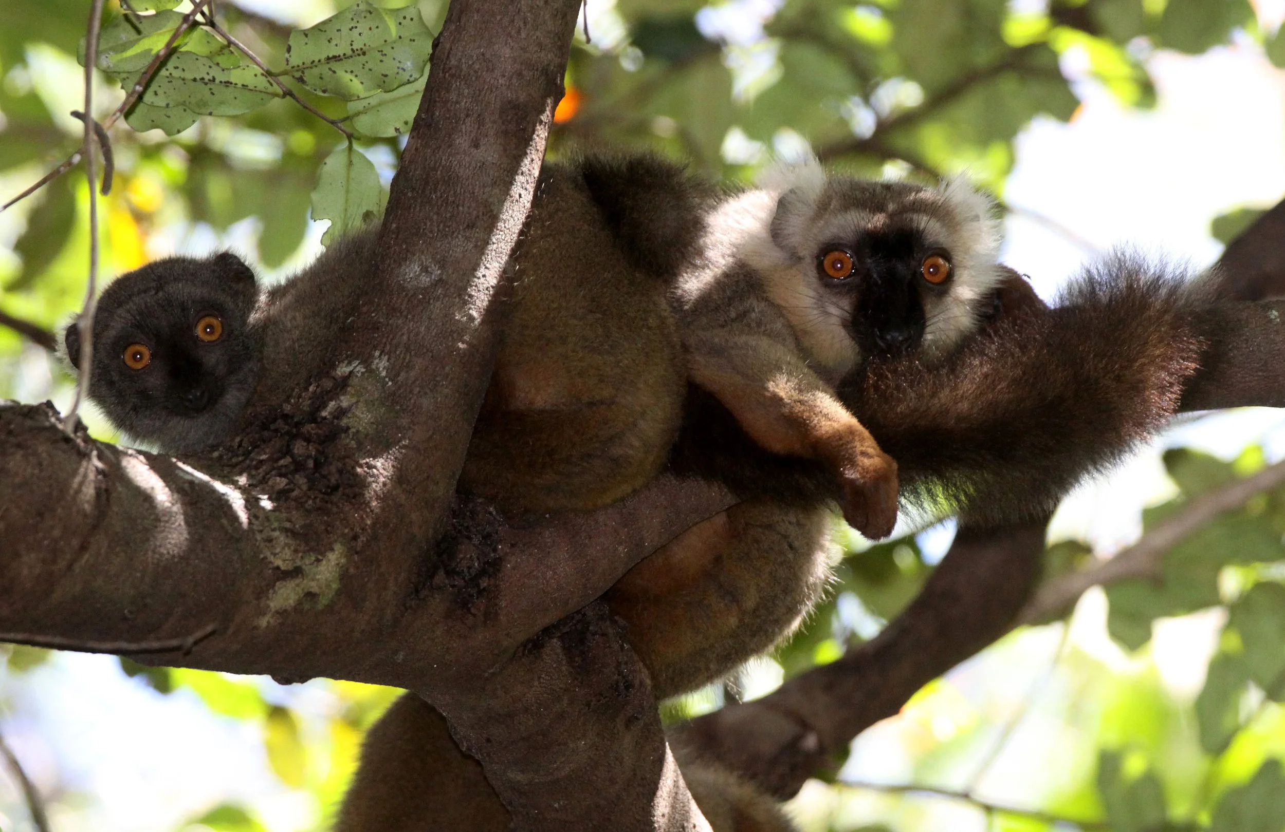 LEMURIDAE - Eulemur sanfordi - SANFORD'S BROWN LEMUR - ANKARANA NATIONAL PARK MADAGASCAR (15).JPG