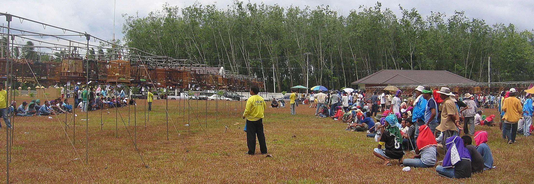 BULBUL - RED-WHISKERED BULBUL - Pycnonotus jocosus - SINGING CONTEST - NAKHON (3).JPG