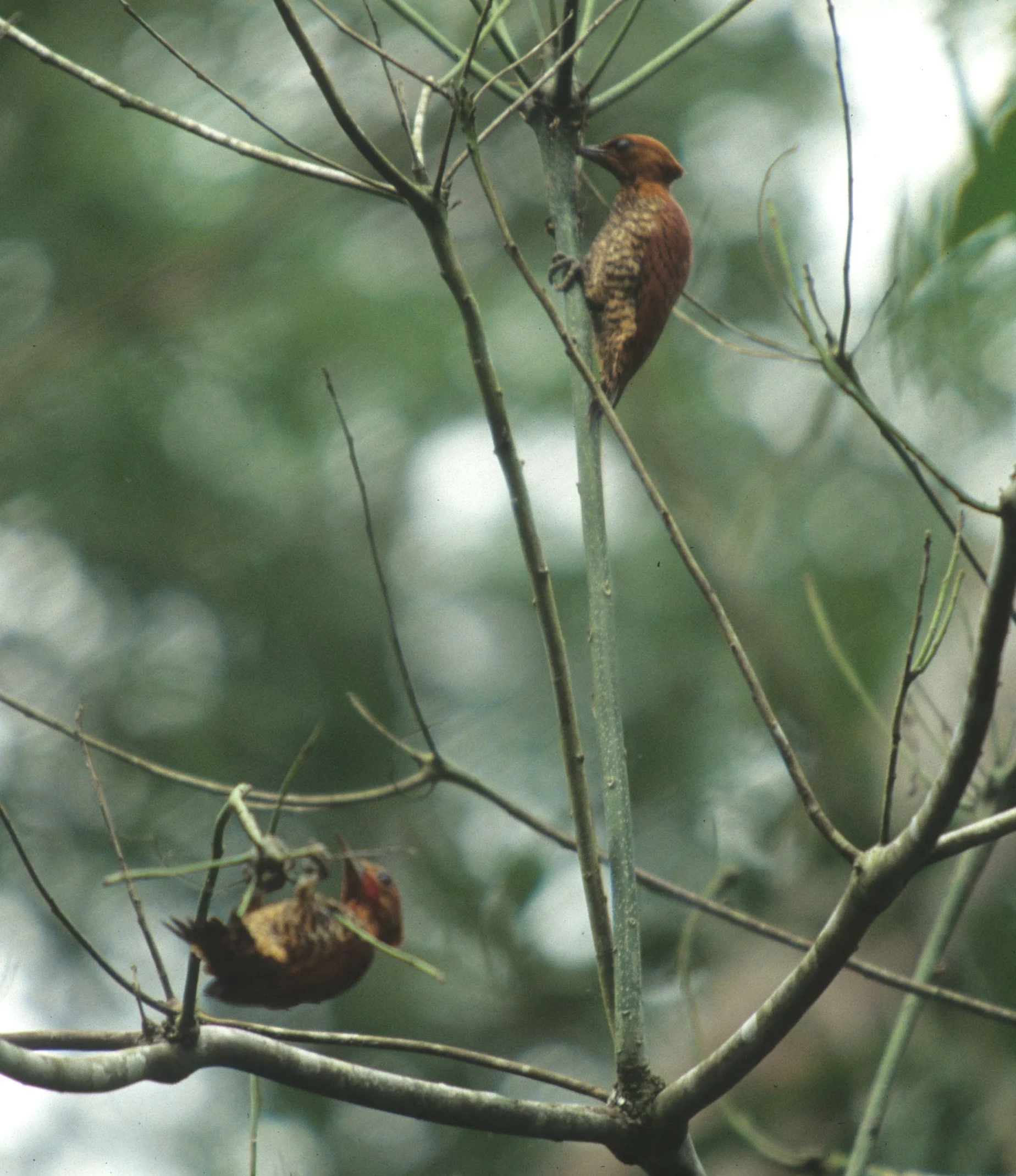 BIRD - WOODPECKER - CINNAMON - PANAMA D.jpg