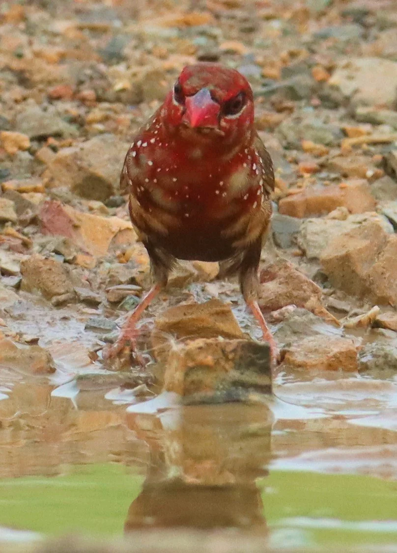 RED AVADAVAT - Amandava amandava - THAP YAO RICE FIELDS LAT KRABANG (104).jpg