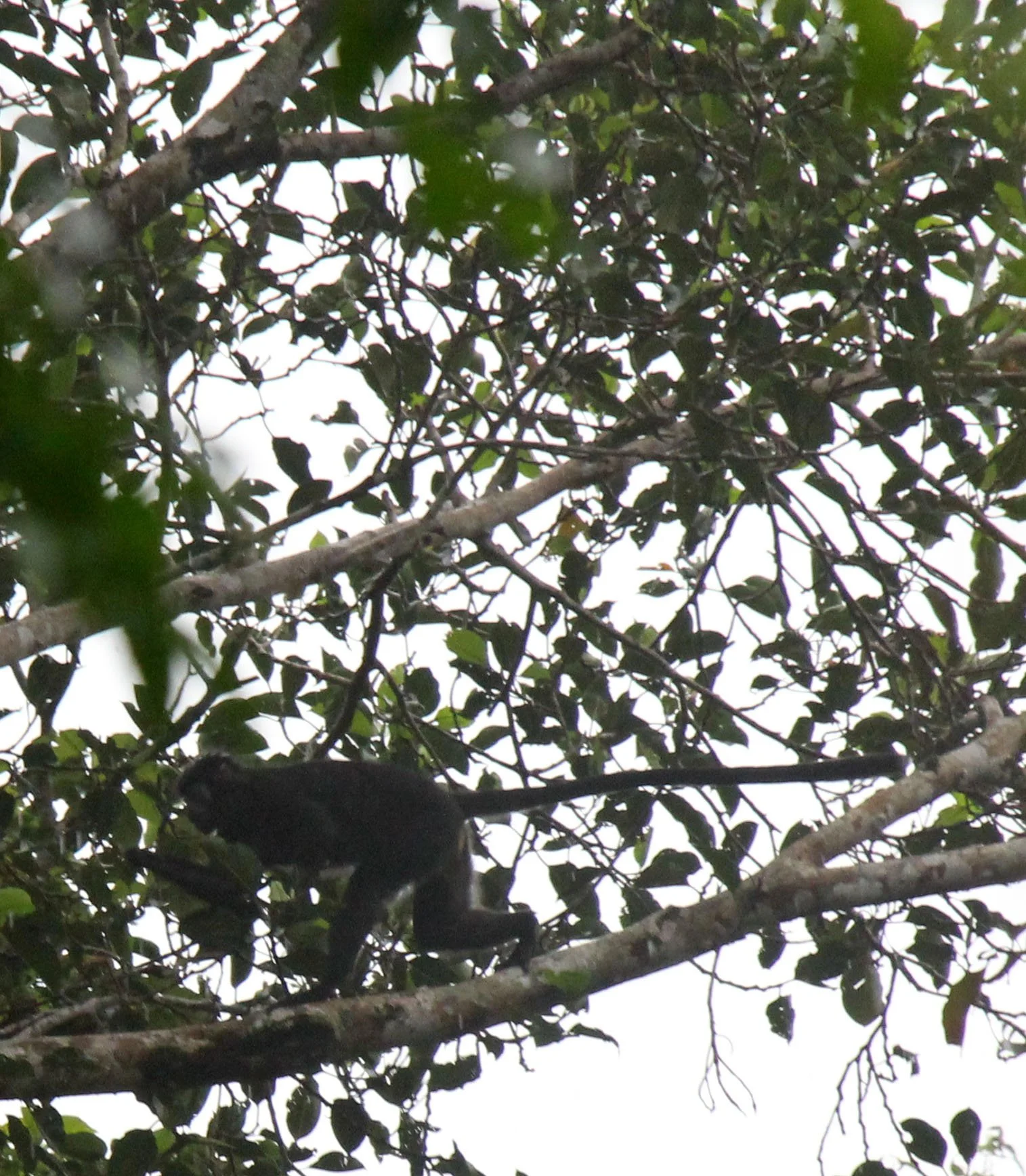 CERCOPITHECIDAE - Presbytis comata comata JAVAN GRIZZLED LANGUR - UJUNG KULON NATIONAL PARK - JAVA BARAT INDONESIA  (14).JPG