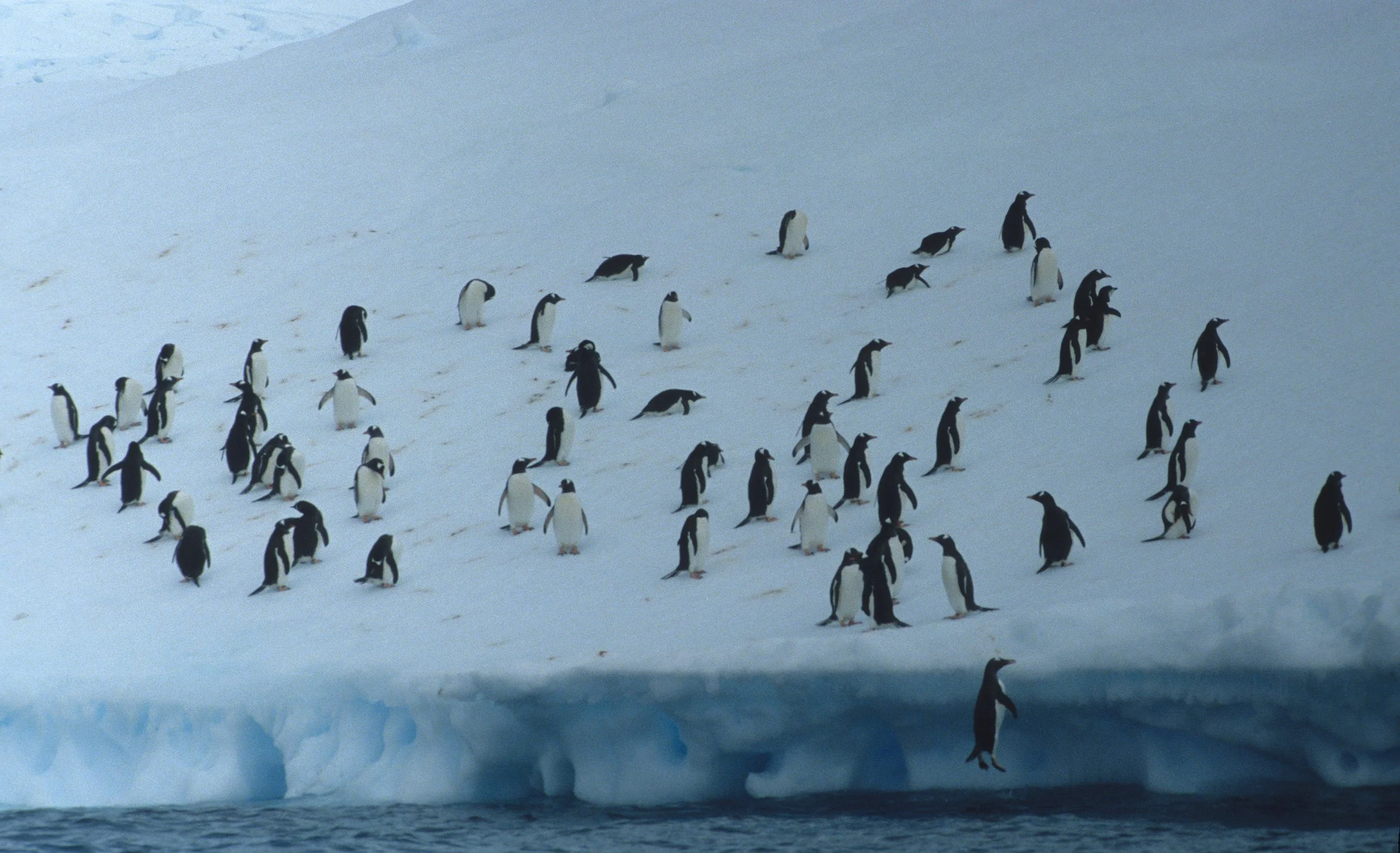 Gentoo Penguin (Pygoscelis papua) Antarctic Peninsula scanned slides 1996 (29).jpg