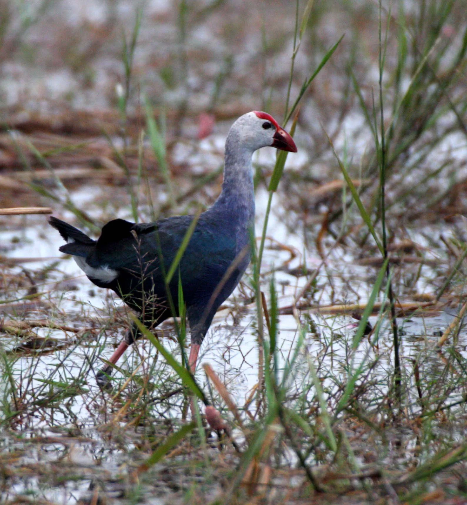 Purple Swamphen (Porphyrio porphyrio) Bueng Boraphet Wetlands Thailand (13).JPG