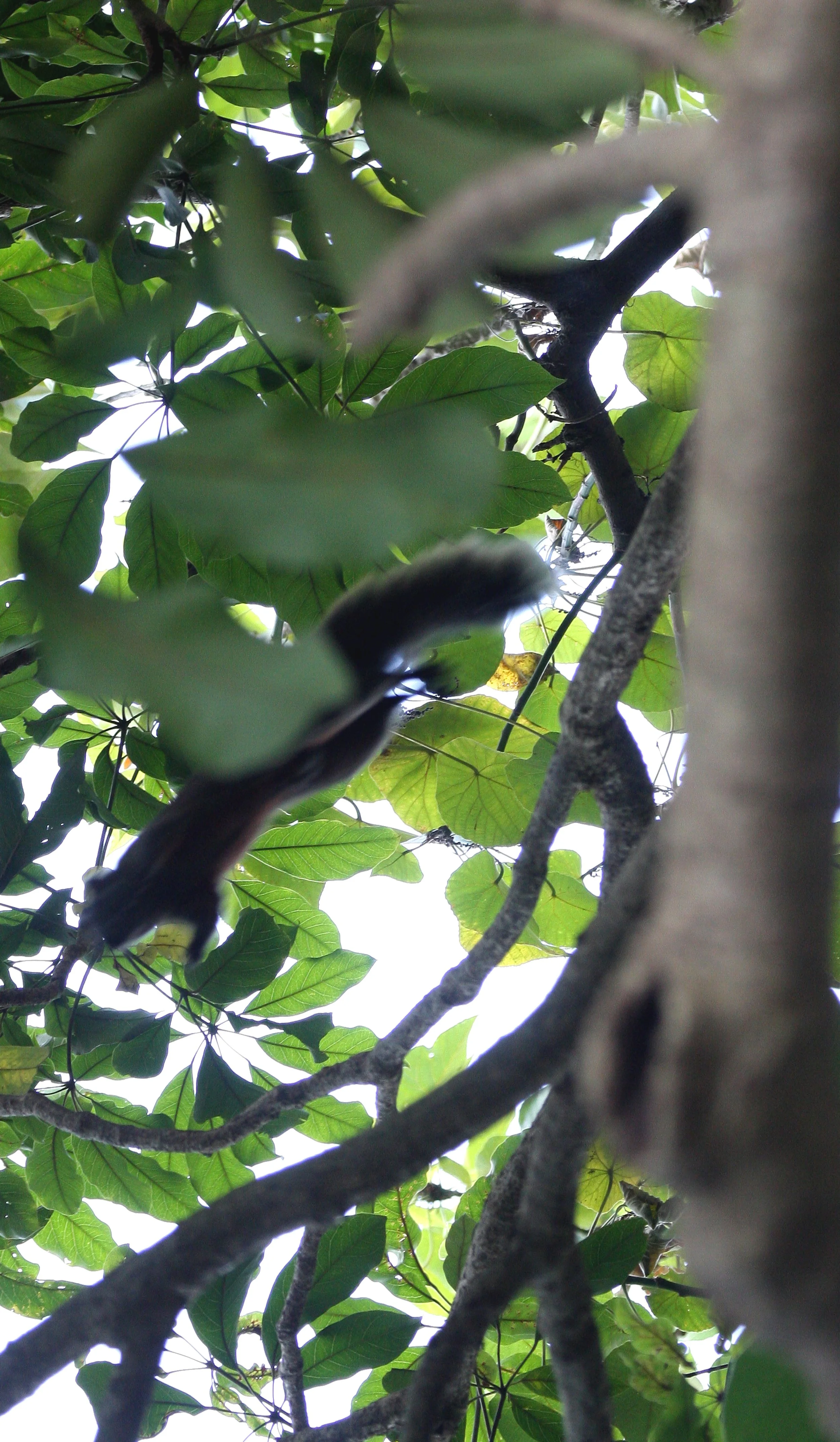 RODENT - SQUIRREL - RED-BELLIED SQUIRREL - TAIPEI TAIWAN.JPG