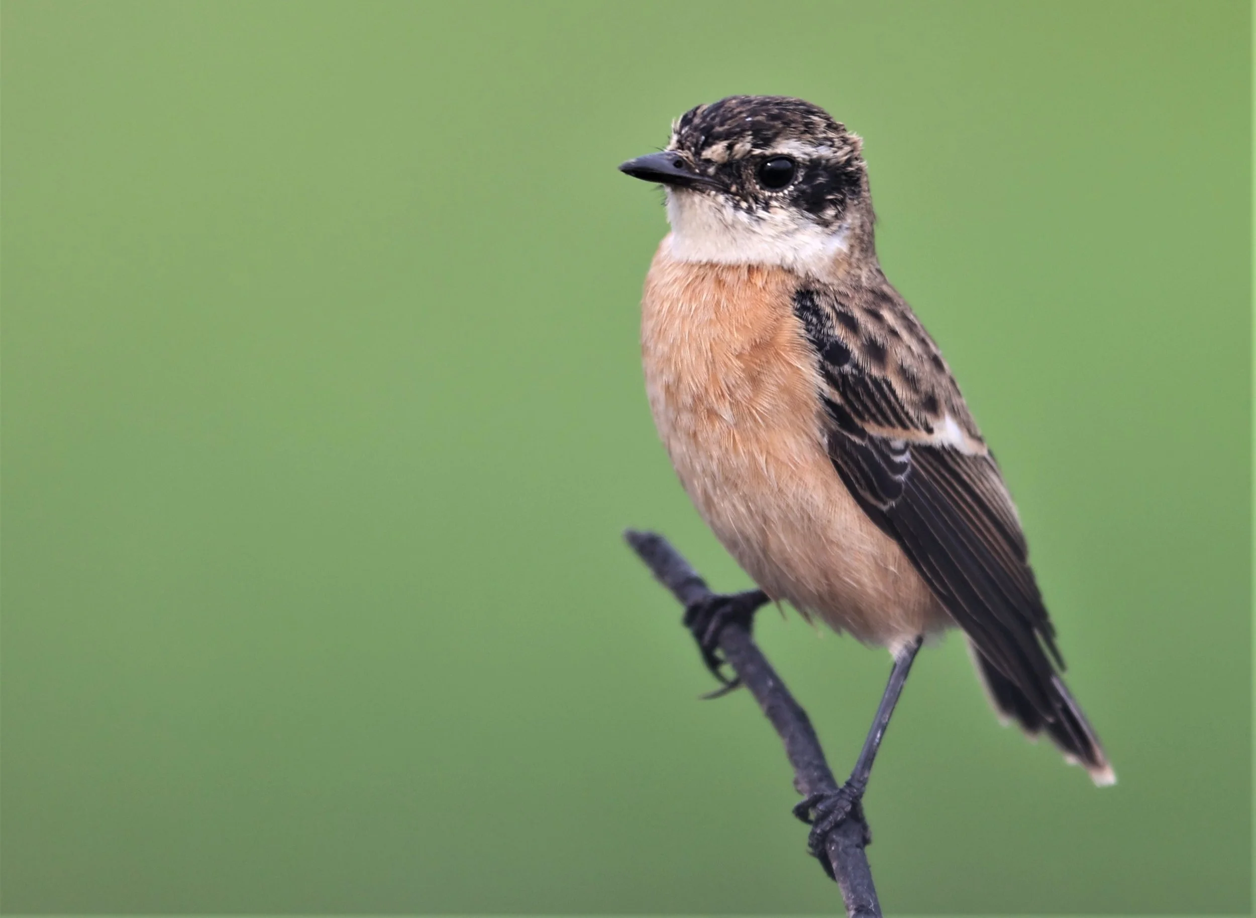 STONECHAT - AMUR (STEJNEGER'S) STONECHAT - Saxicola stejnegeri - PATHUM THANI RICE RESEARCH CENTER 06 NOV 2021 (24).jpg