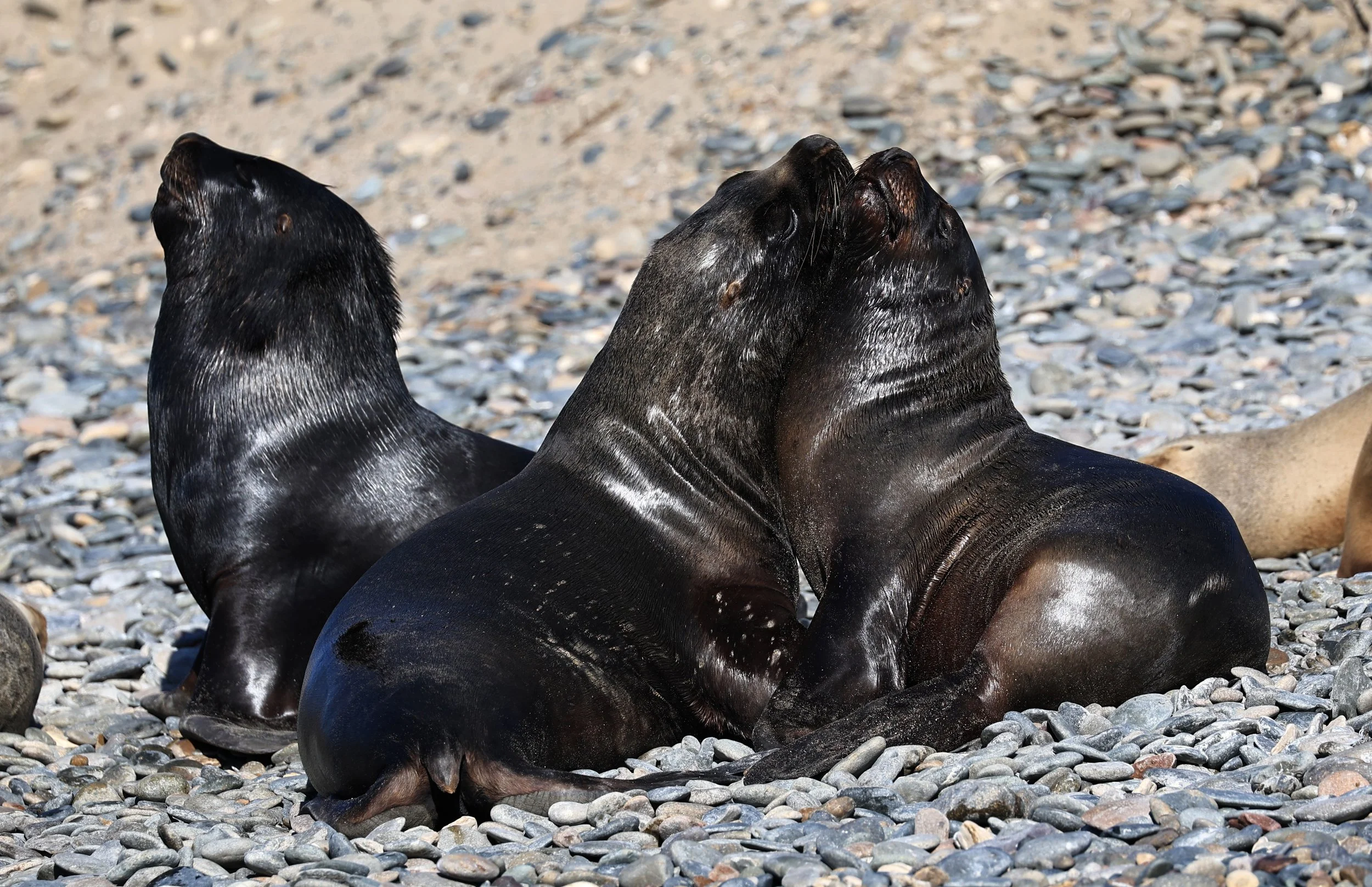South American Sea Lion (Otaria flavescens) Puerto Rawson Argentina (38).jpg