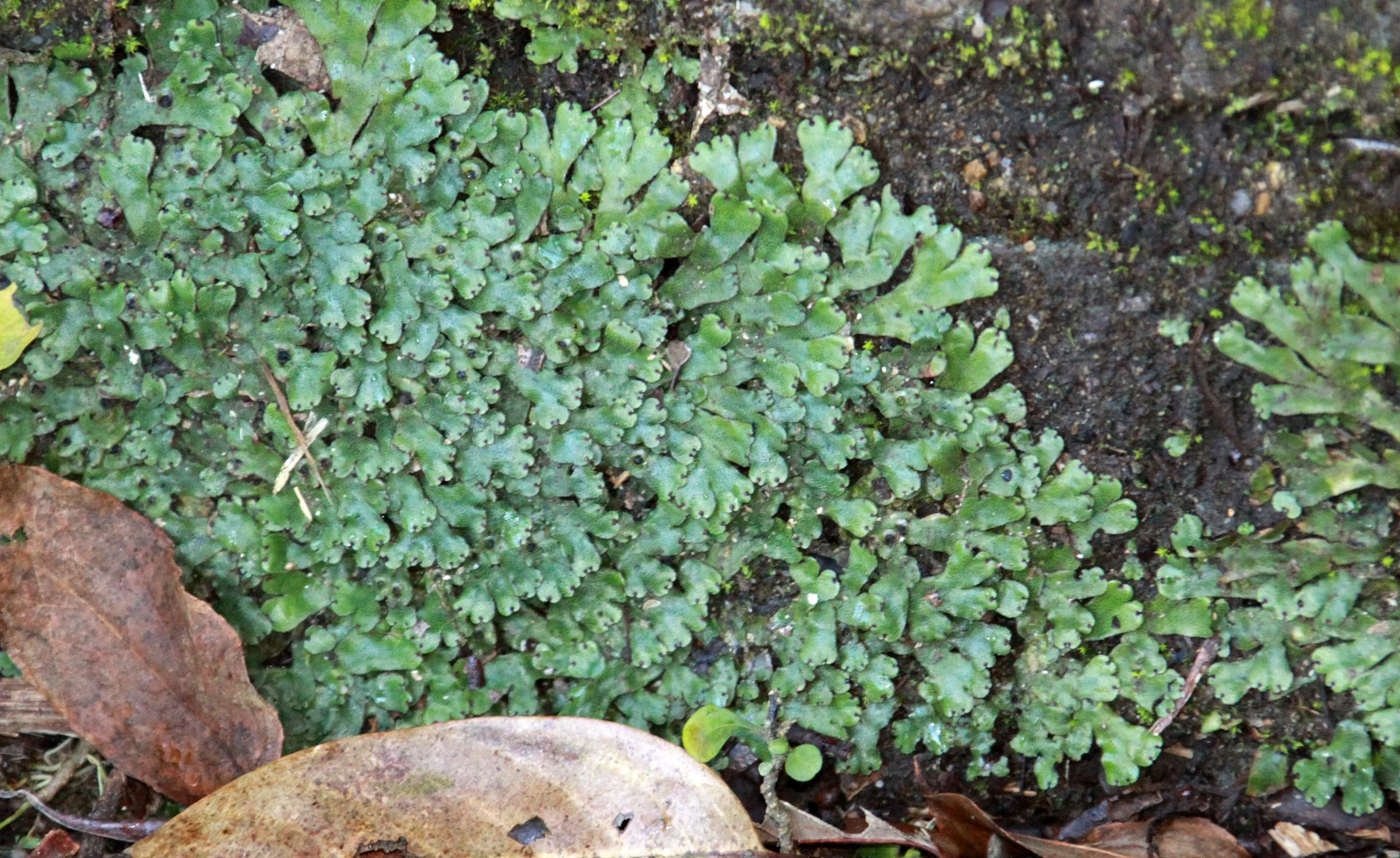 MEIHUASHAN - FUJIAN CHINA - HEPATOPHYTA SPECIES.JPG