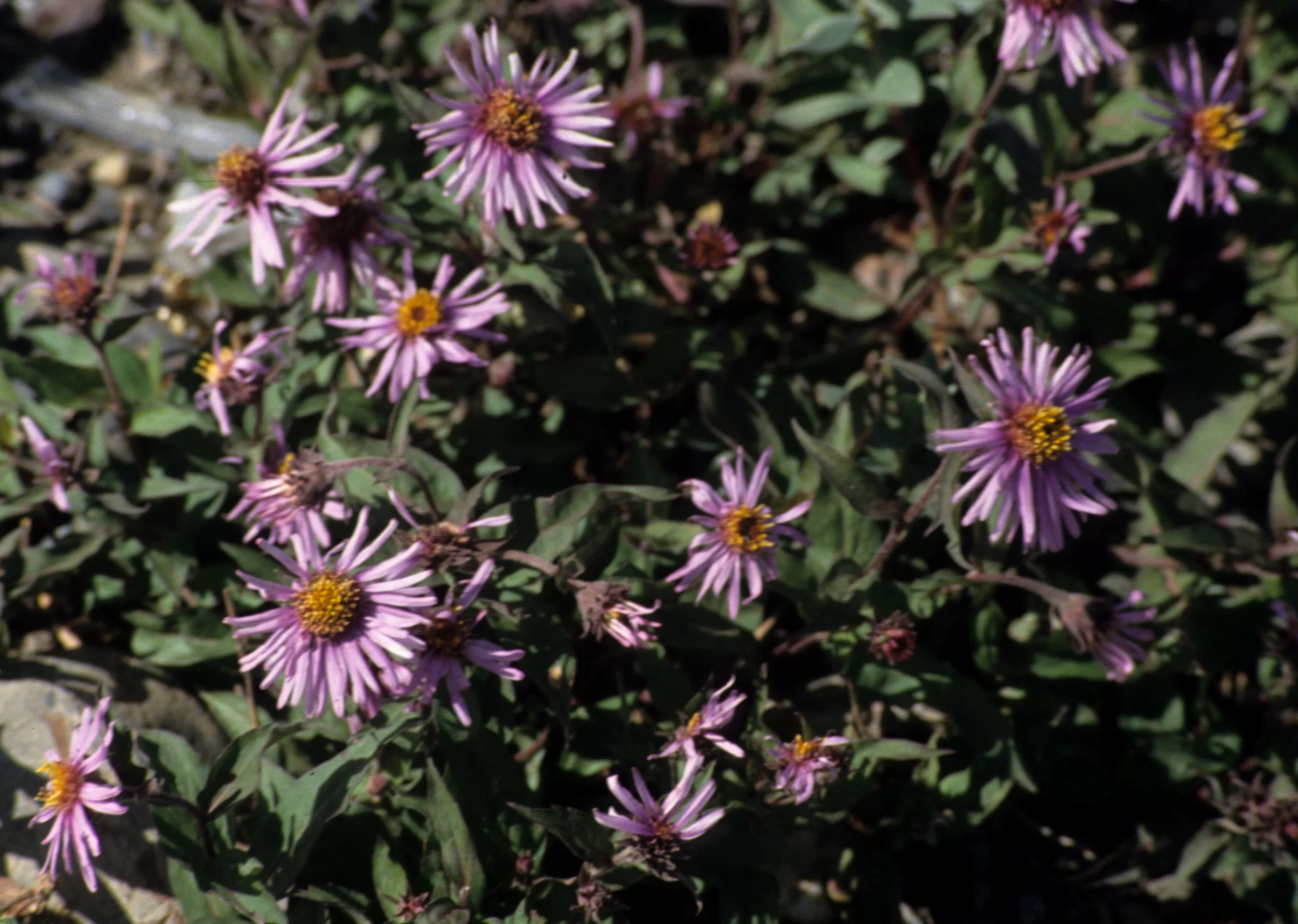 ALASKA - ASTER SIBIRICUS - SIBERIAN ASTER.jpg