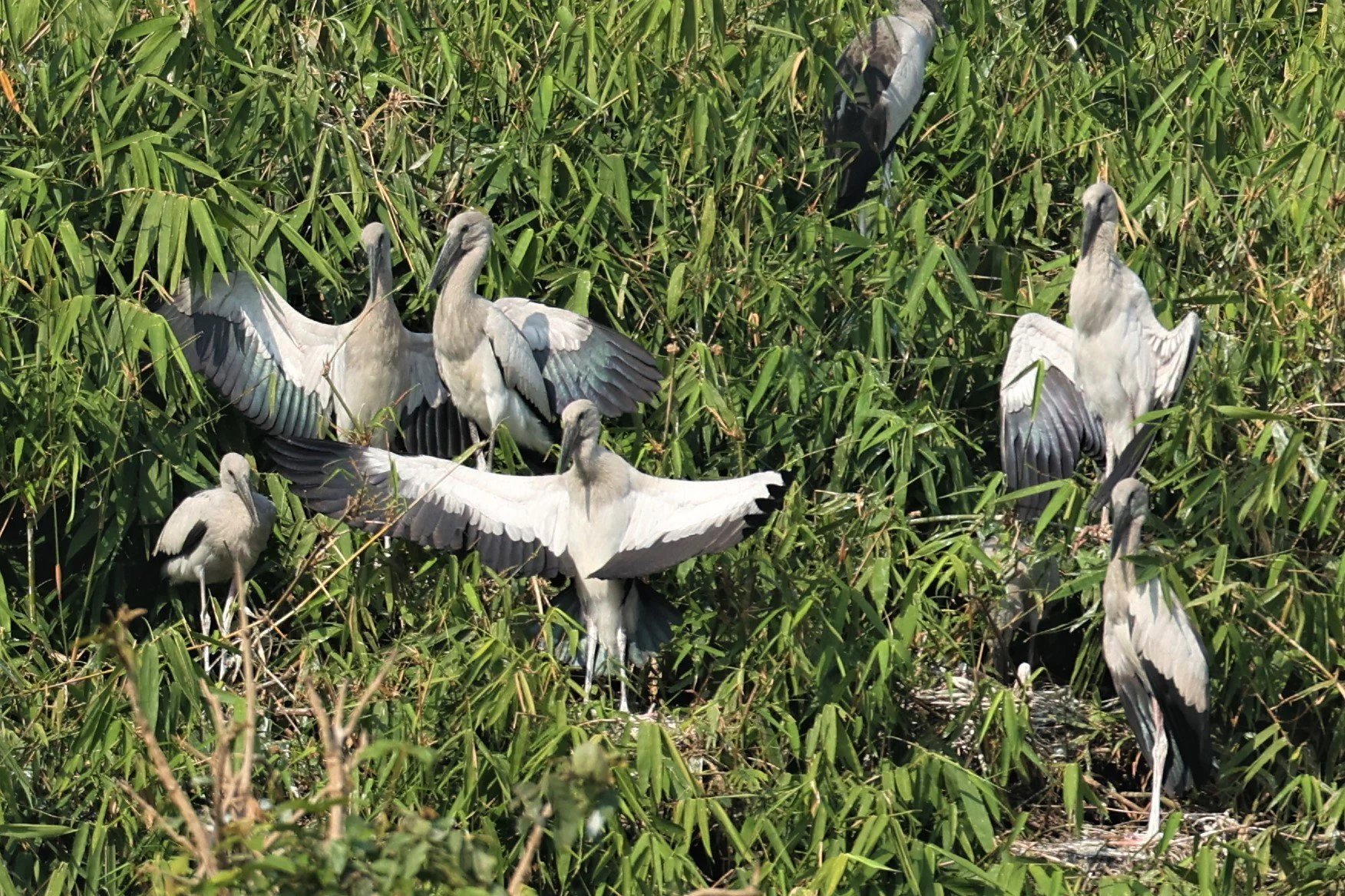 STORK - ASIAN OPENBILL - Anastomus oscitans - CHIANG SAEN LAKE - NONG BONG KAI NON-HUNTING AREA CHIANG RAI (9).JPG