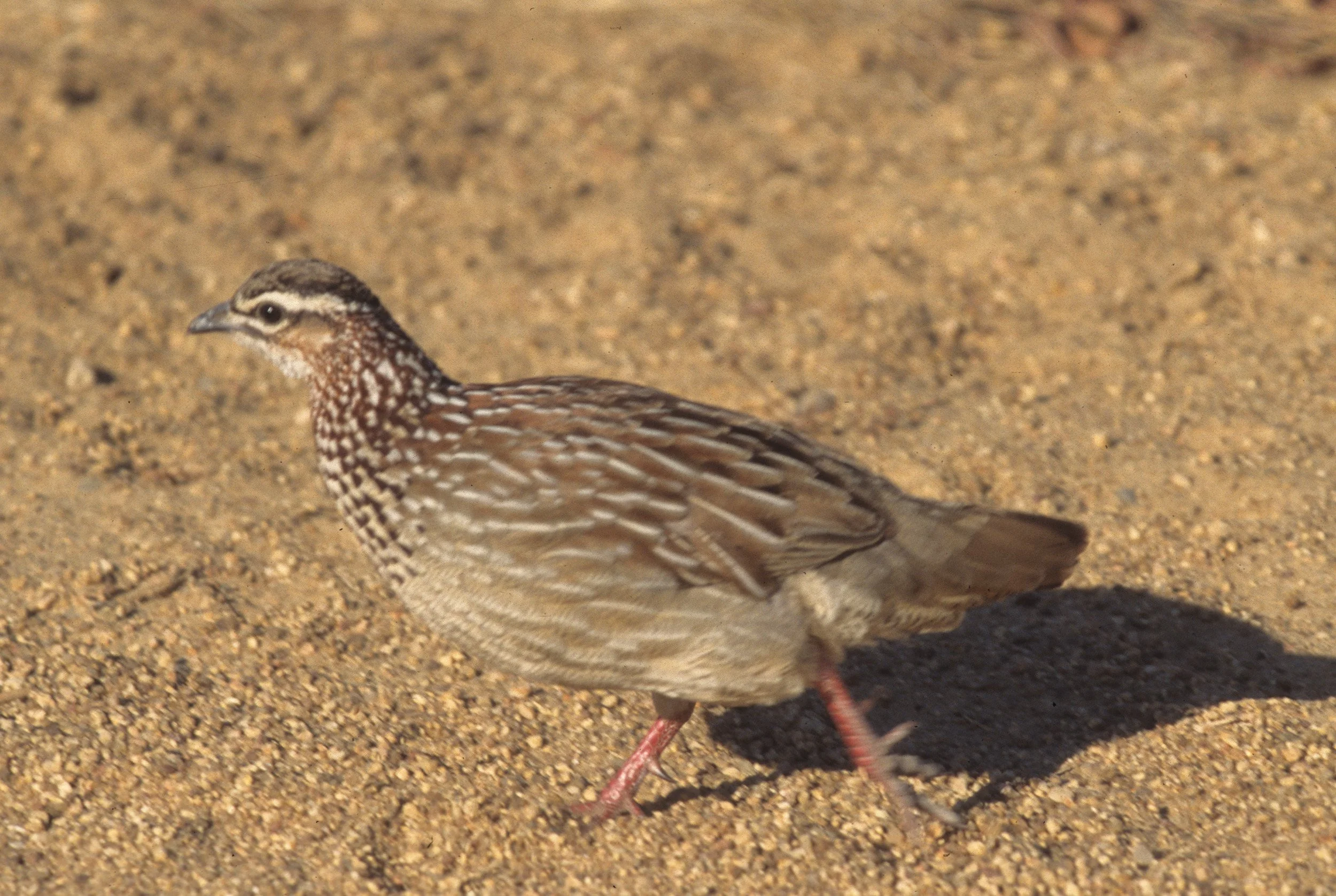 BIRDS - FRANCOLIN - CRESTED - RSA.jpg