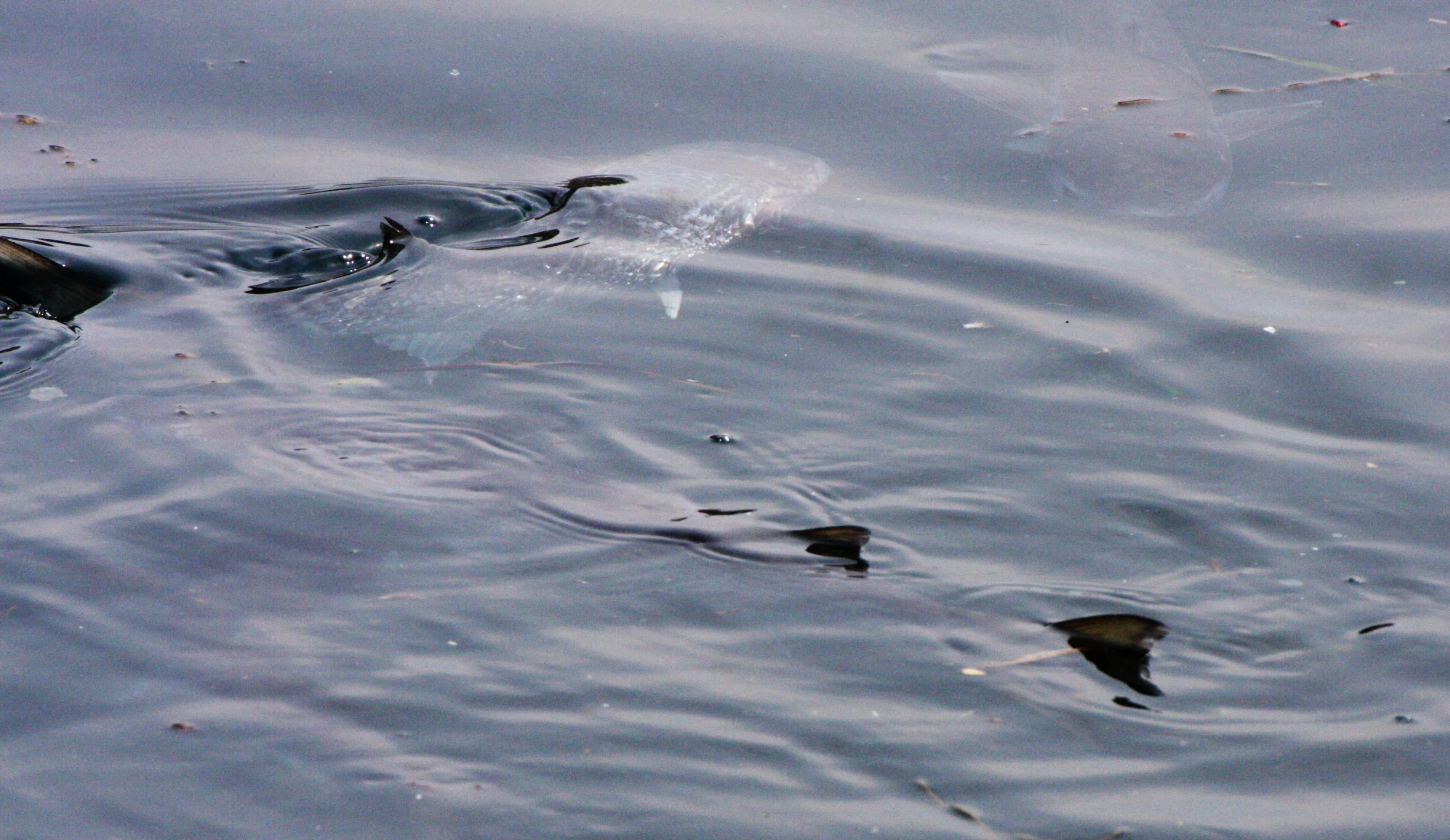 FISH - MULLET - KUSODAMARI VILLAGE - SHIMOKITA PENINSULA JAPAN.JPG