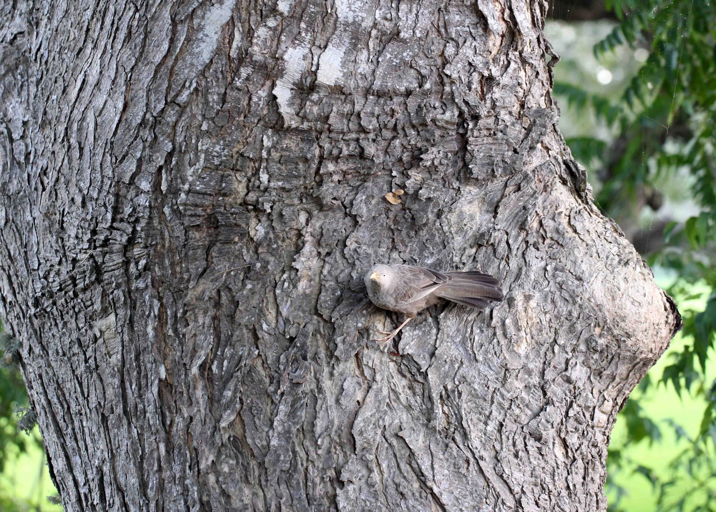 BIRD - BABBLER - YELLOW-BILLED BABBLER - YALA NATIONAL PARK SRI LANKA - PHOTO BY SOM SMITH (1).JPG