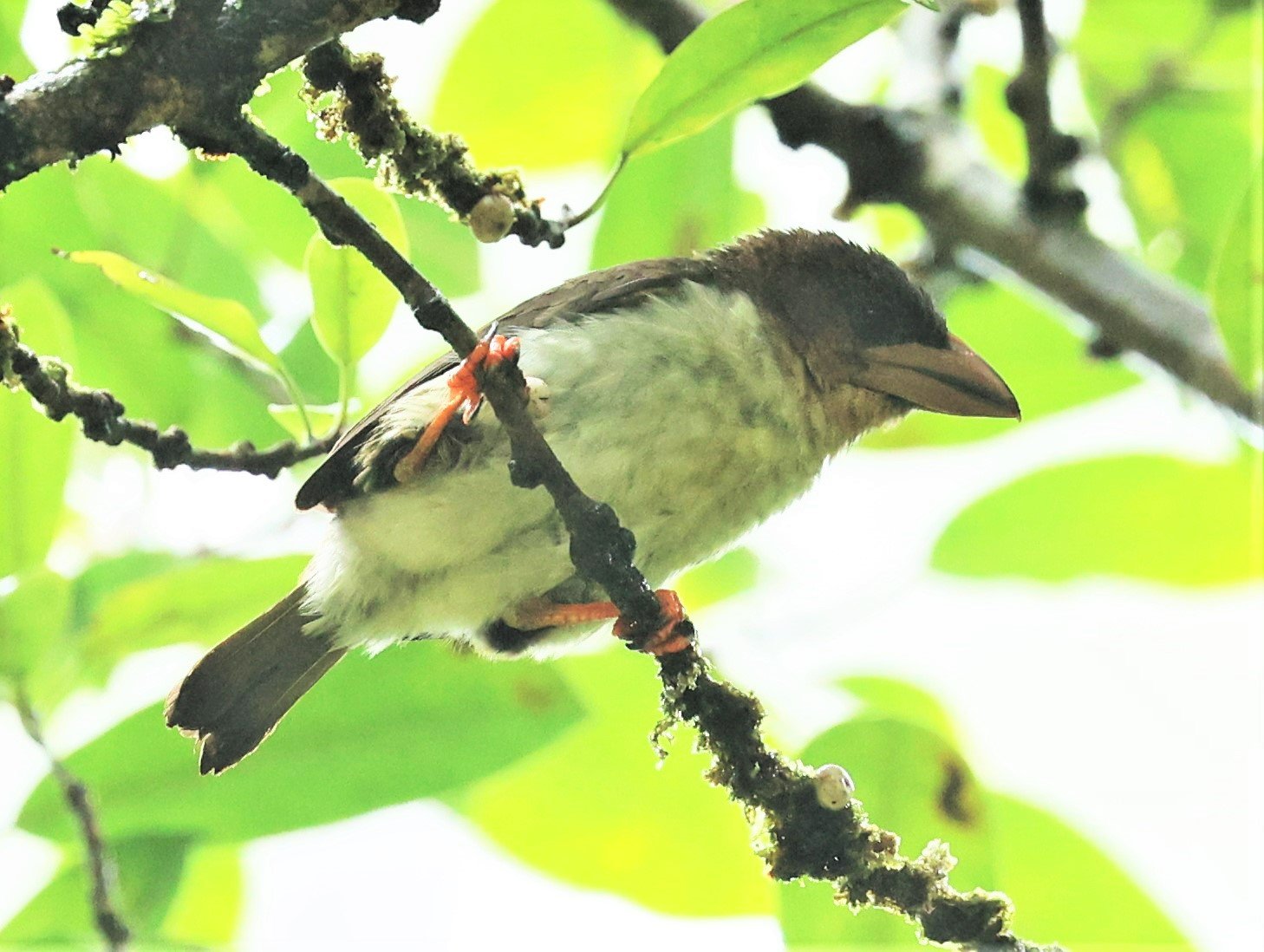 BARBET - BROWN BARBET - Caloramphus fuliginosus - HALA BALA WILDLIFE SANCTUARY APRIL 2022 (4).jpg