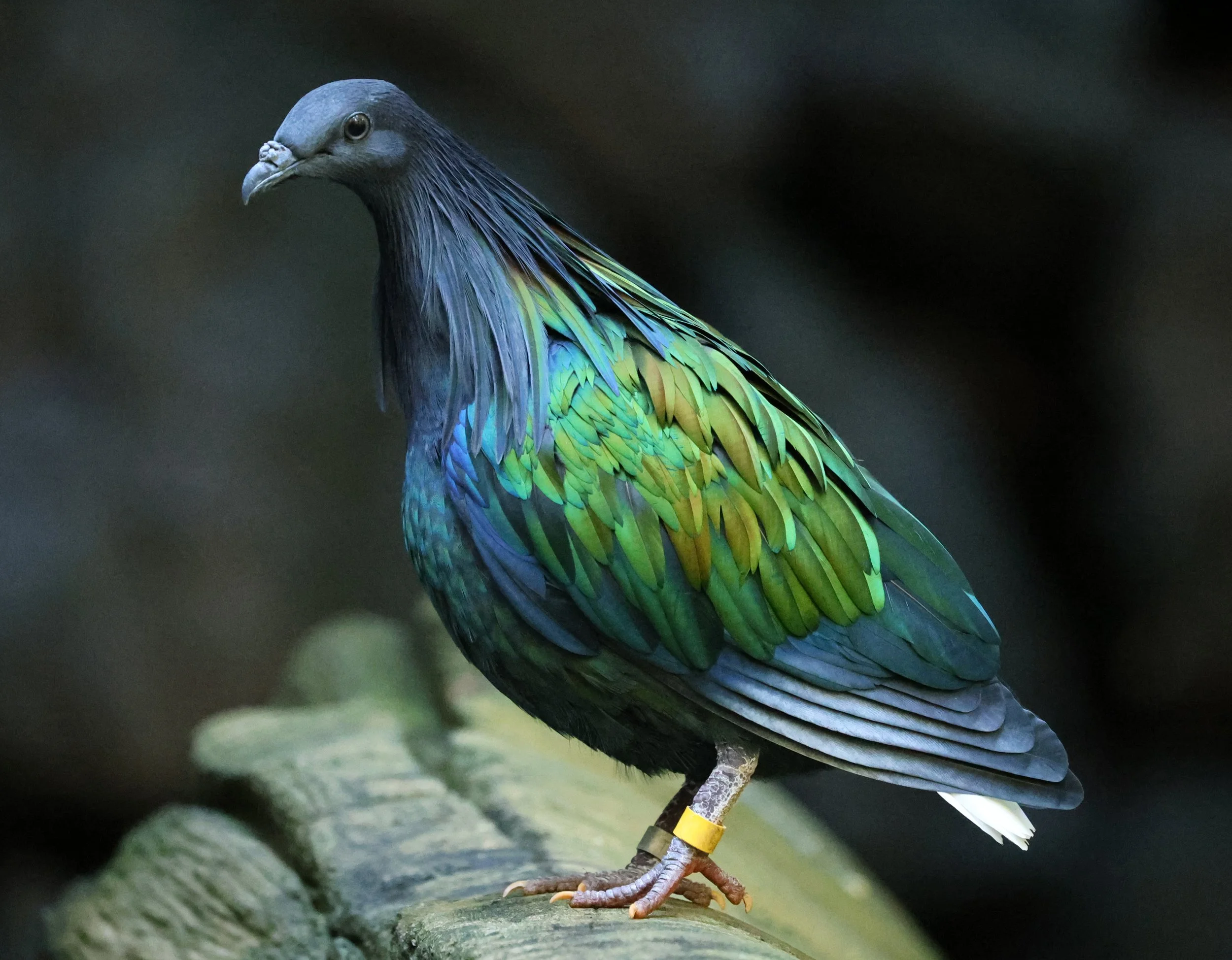 Nicobar Pigeon (Caloenas nicobarica) Koala Trail Road and Locations South of Brisbane - Queensland (9).jpg
