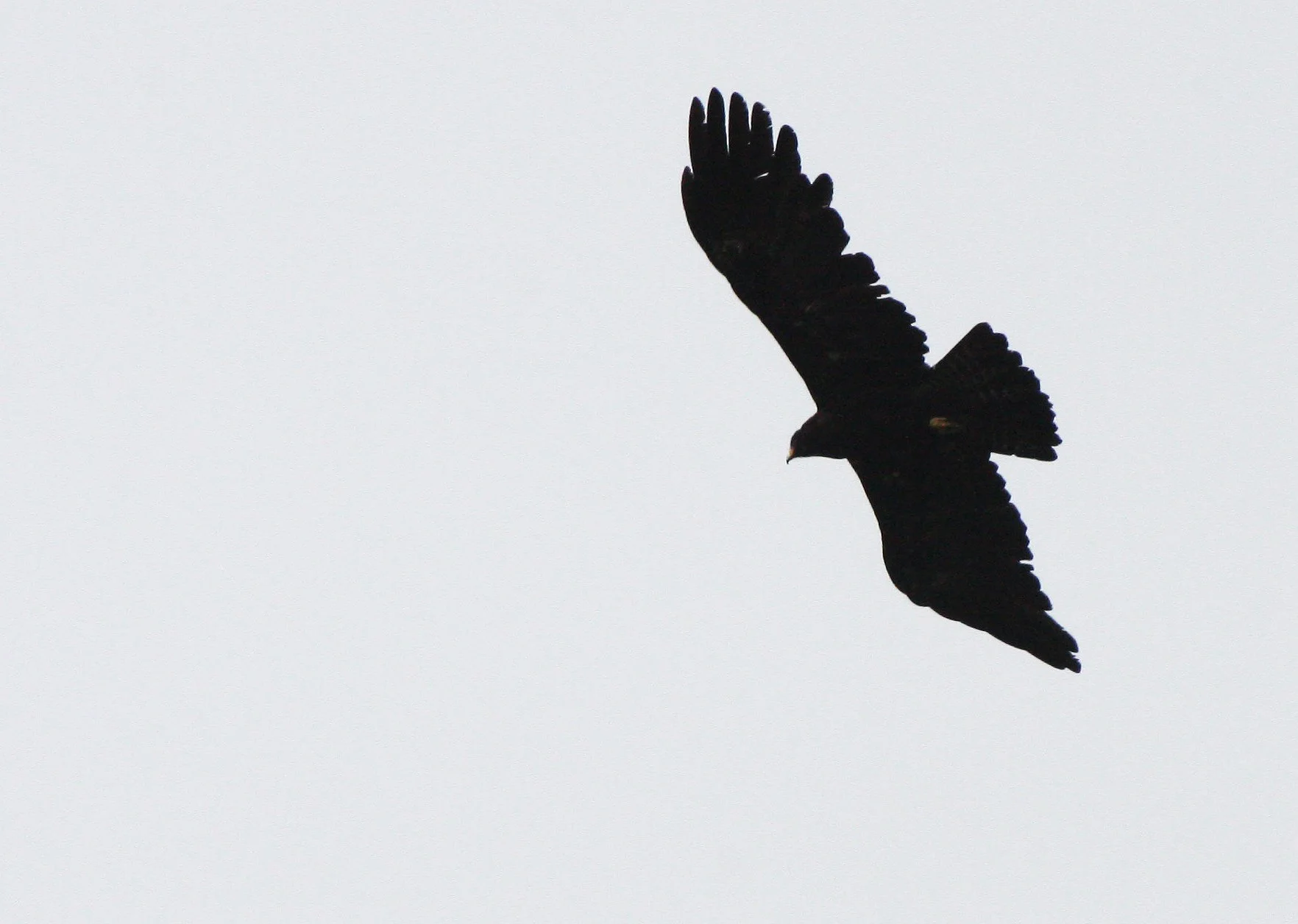 Ictinaetus malaiensis - BLACK EAGLE - KAENG KRACHAN THAILAND (32).JPG