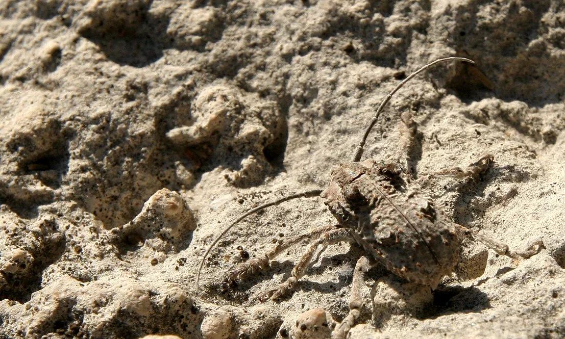 Tetradia lophoptera - Dumpy Longhorn - Etosha NP, Namibia (5).JPG