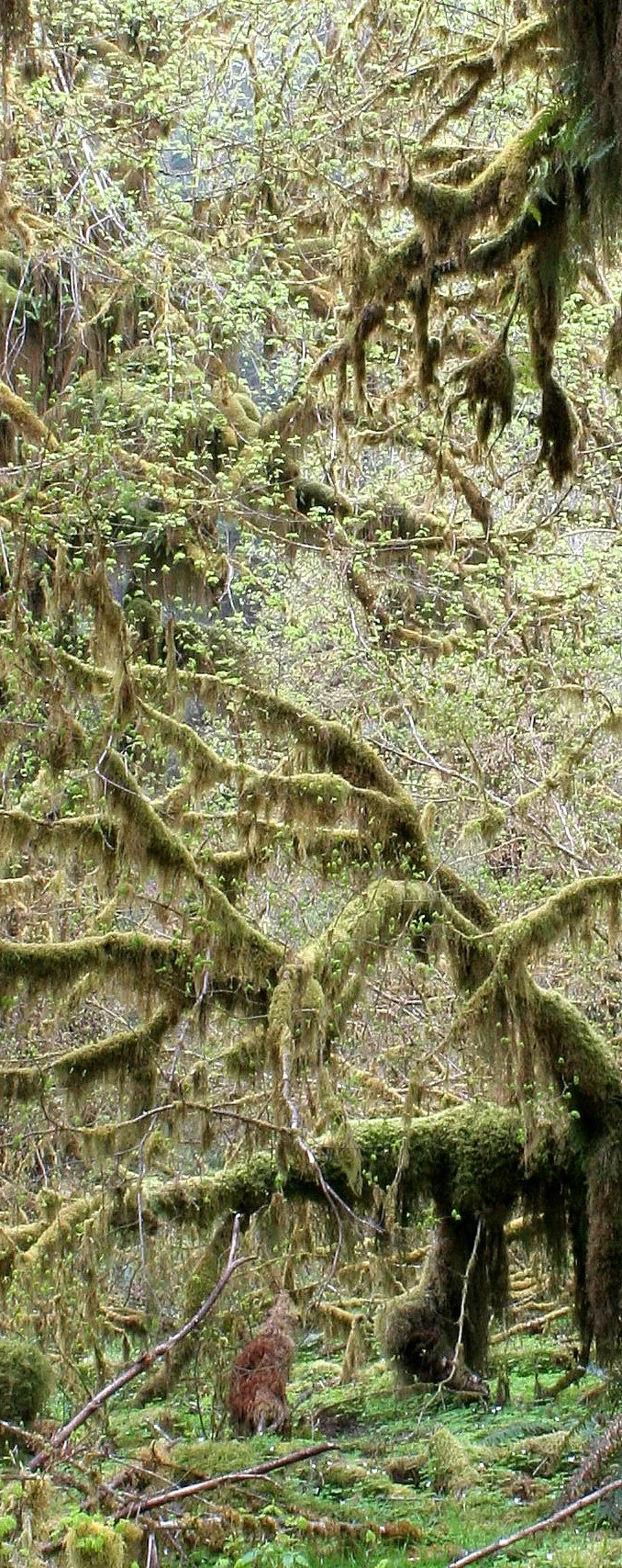 HOH RIVER VALLEY - HALL OF MOSSES (63).JPG