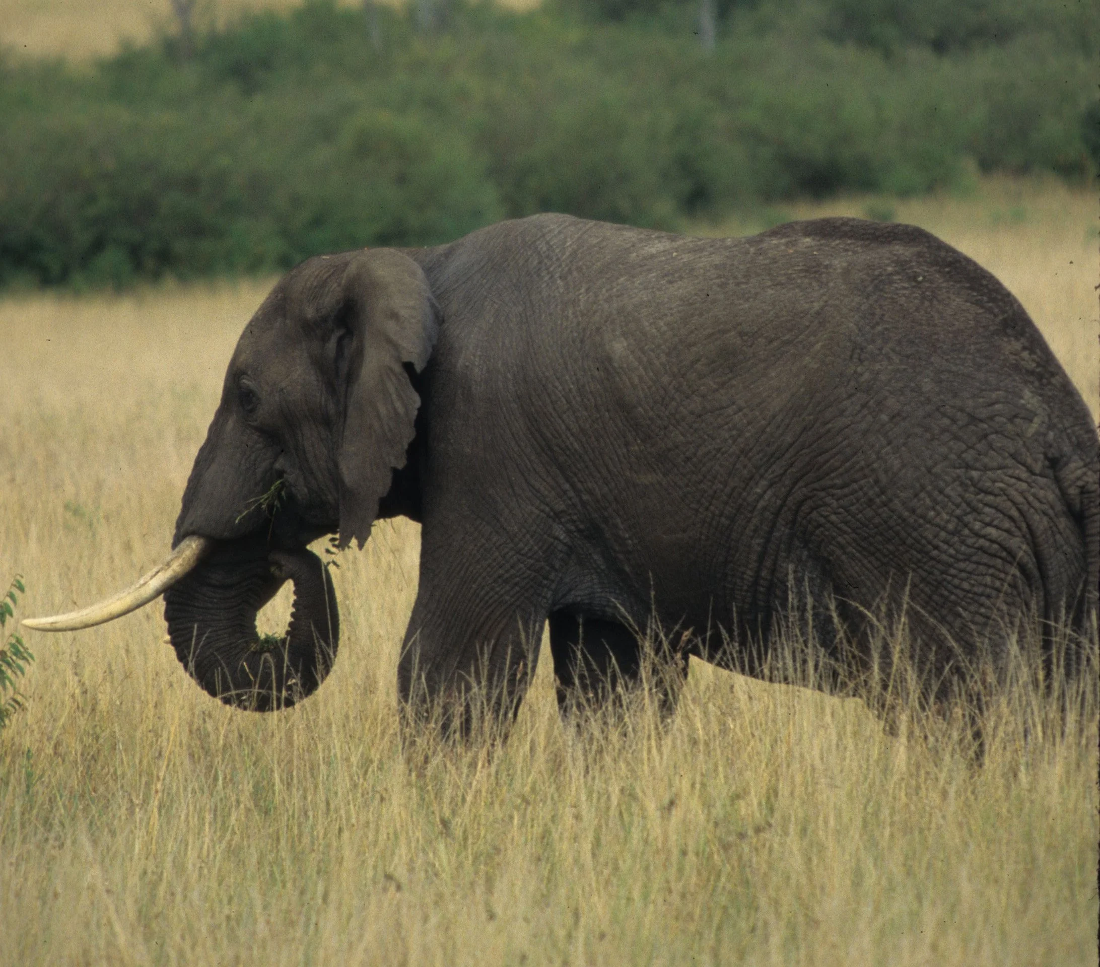 ELEPHANT - SERENGETI 41.jpg