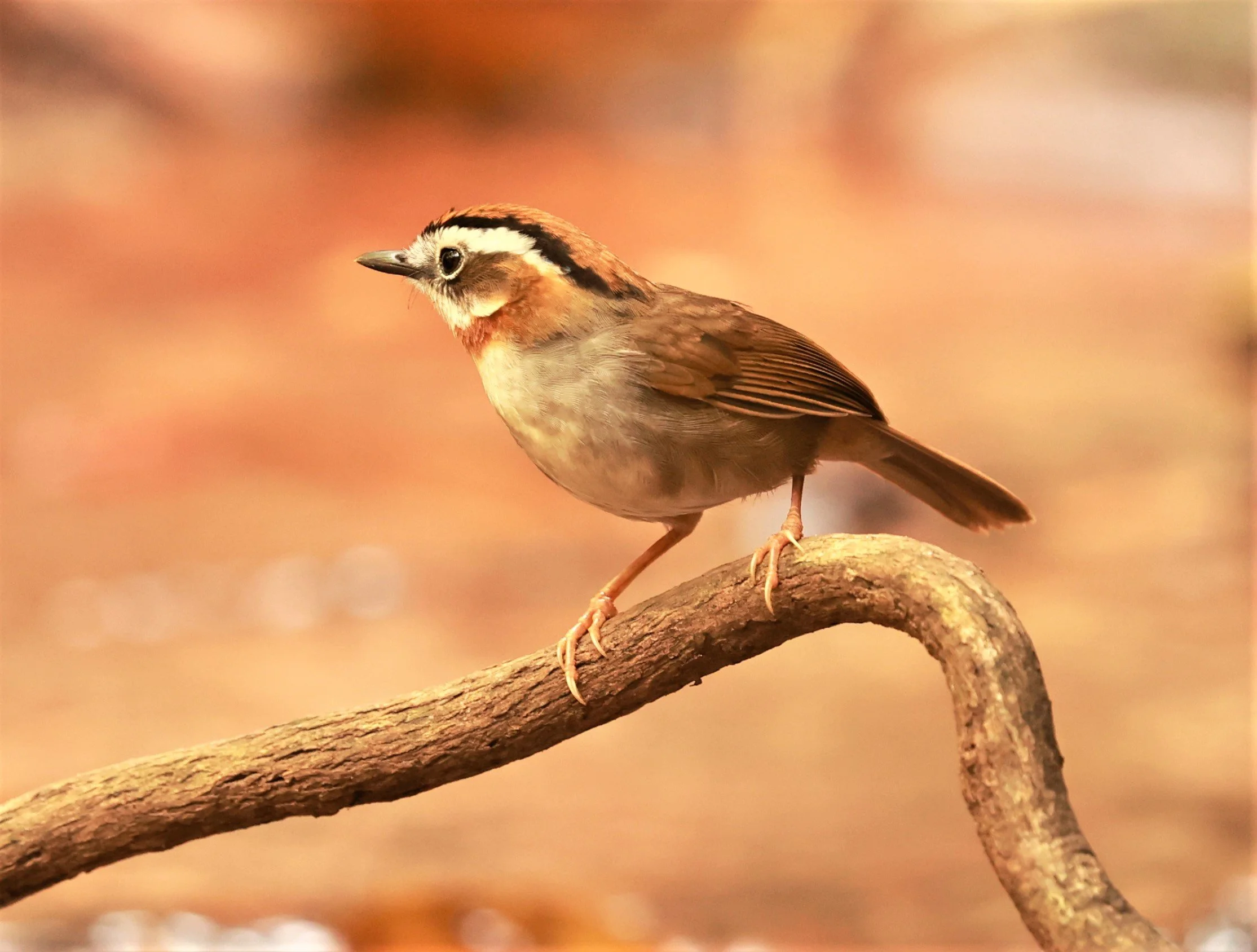 FULVETTA - RUFOUS-NECKED FULVETTA - Schoeniparus rufogularis - PHU SUAN SAI NATIONAL PARK LOEI PROVINCE (31).jpg