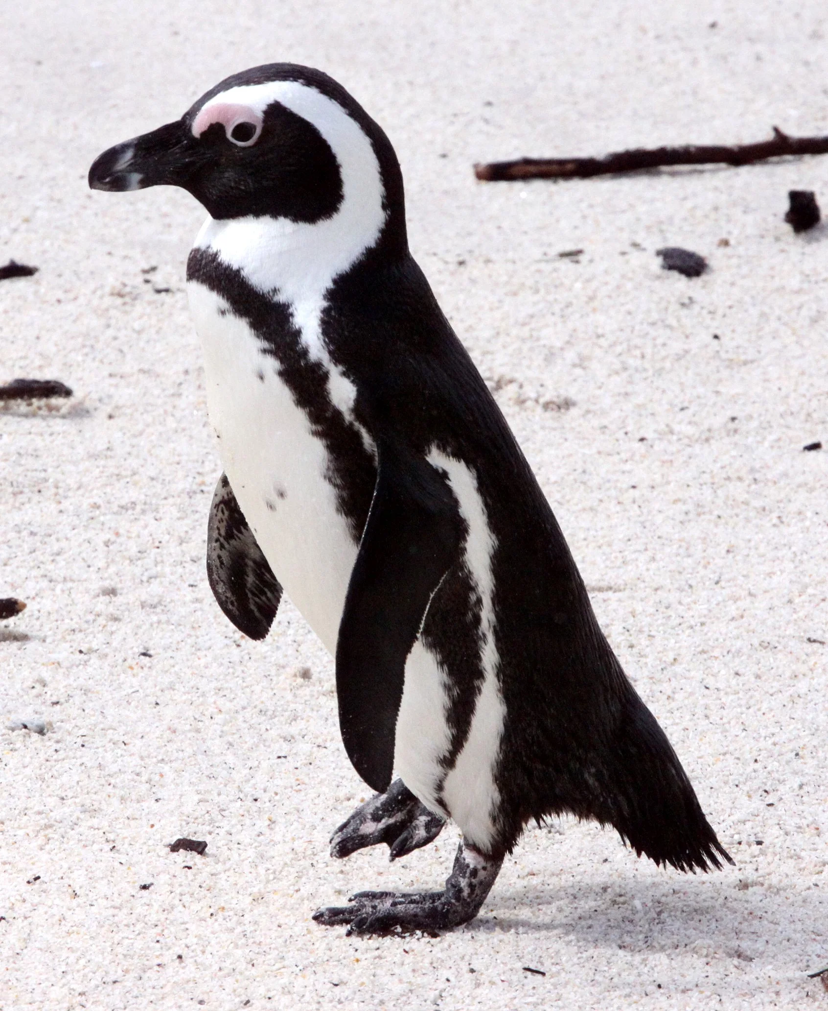 Jackass or African Penguin (Spheniscus demersus) Simon's Town Rookery, Table Mountain NP South Africa (102).JPG