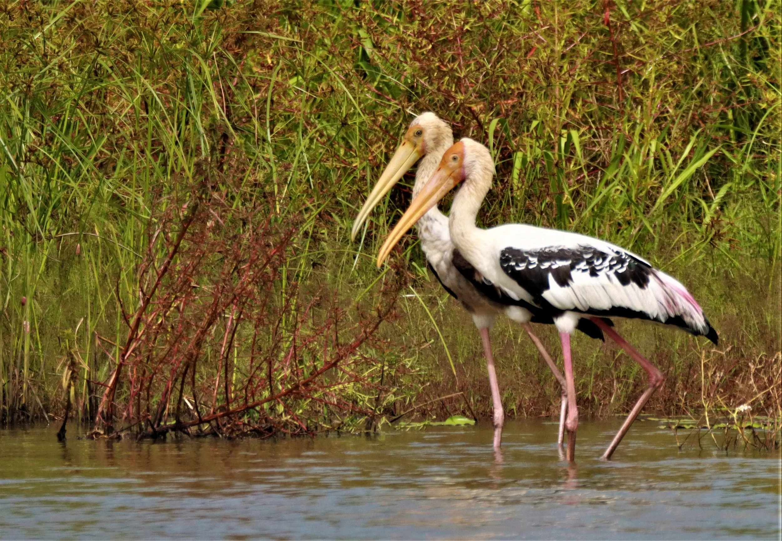 STORK - PAINTED STORK - Mycteria leucocephala - BUENG BORAPHET NAKHON SAWAN AUGUST 2021 (43).jpg
