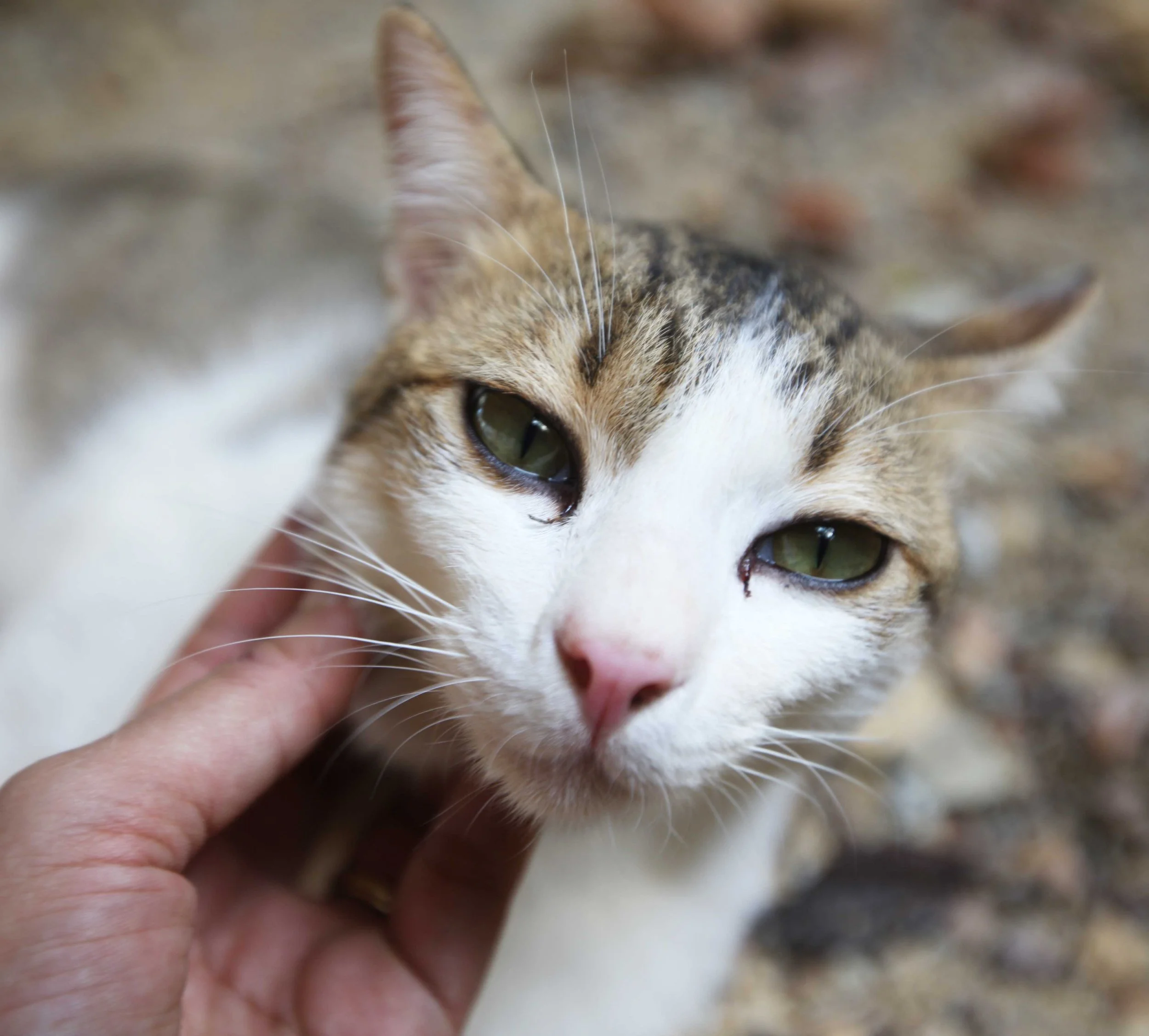 2015 Koh Lanta Songkran with friends from ISB (50).JPG