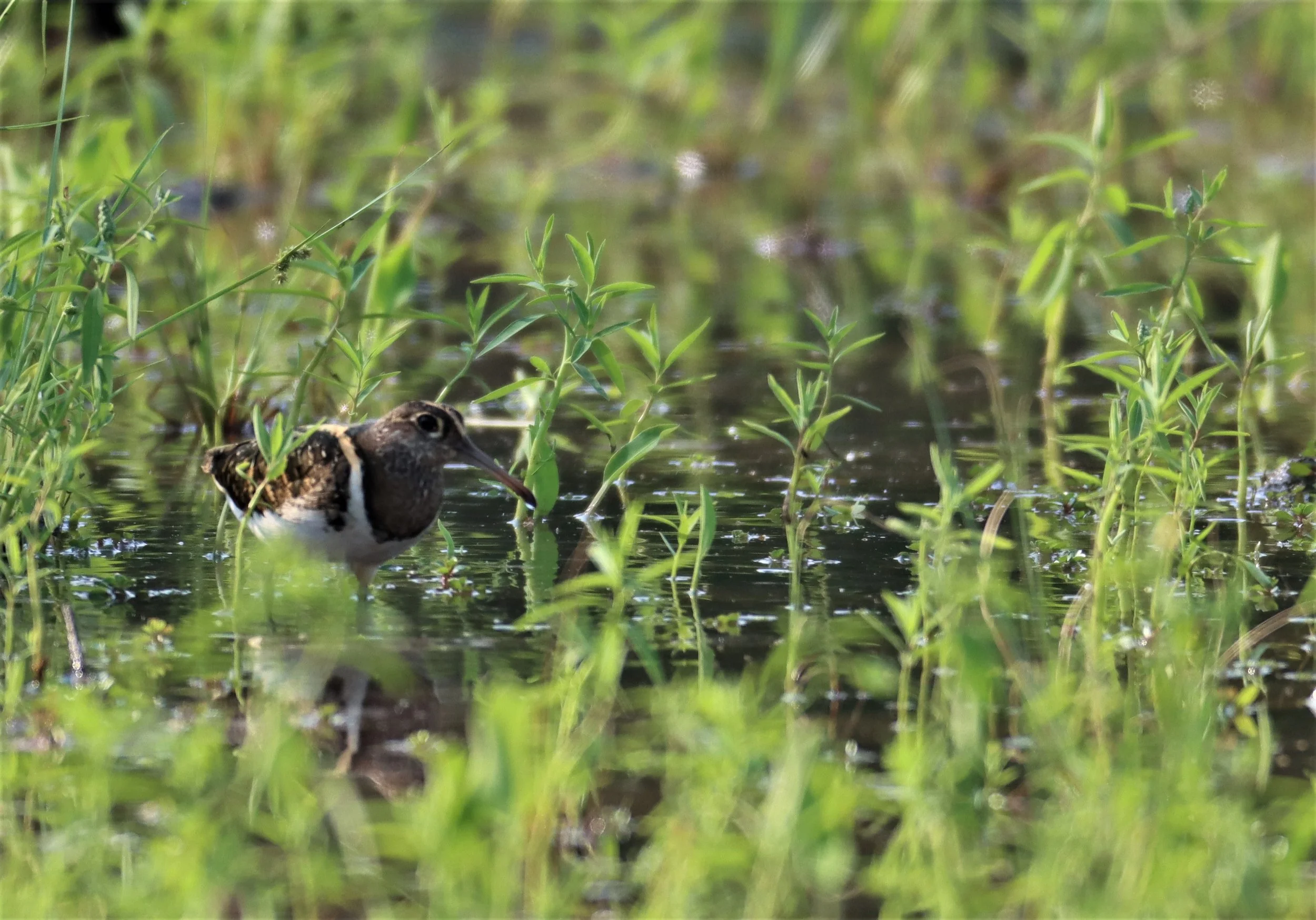 SNIPE - GREATER PAINTED SNIPE - Rostratula benghalensis - PATHUM THANI RICE RESE (42).JPG