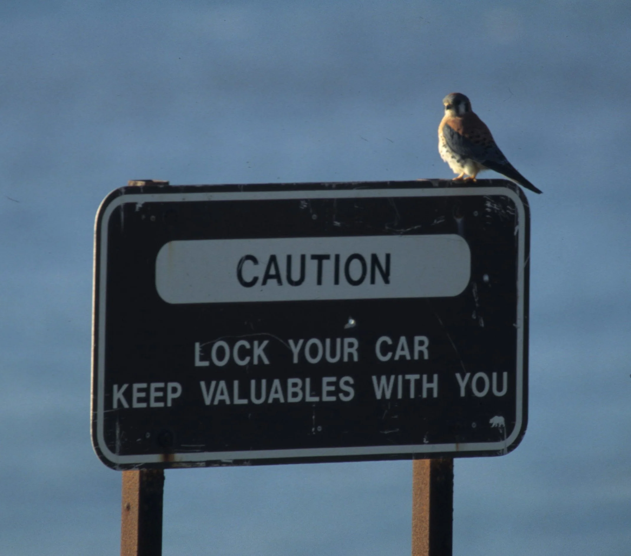 BIRD - AMERICAN KESTREL - POINT REYES.jpg