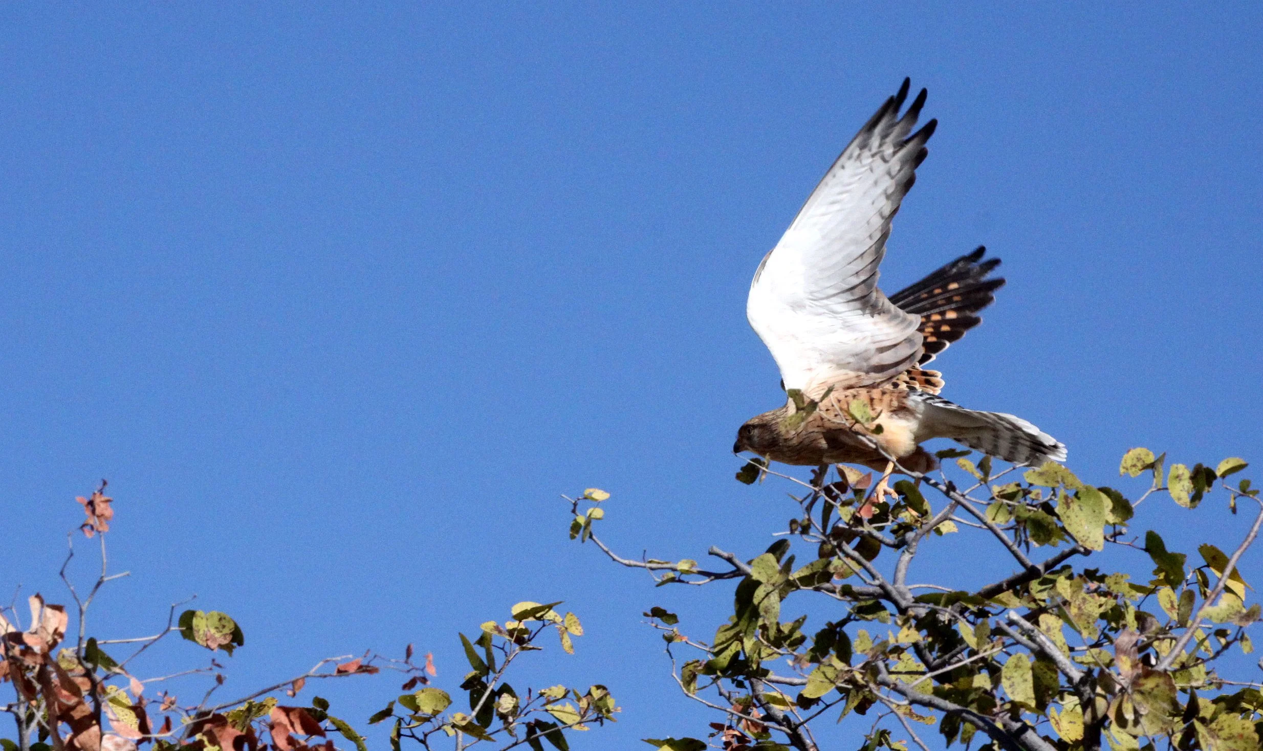 BIRD - KESTREL - GREATER KESTREL - FALCO RUPICOLOIDES - ETOSHA NATIONAL PARK NAMIBIA (6).JPG