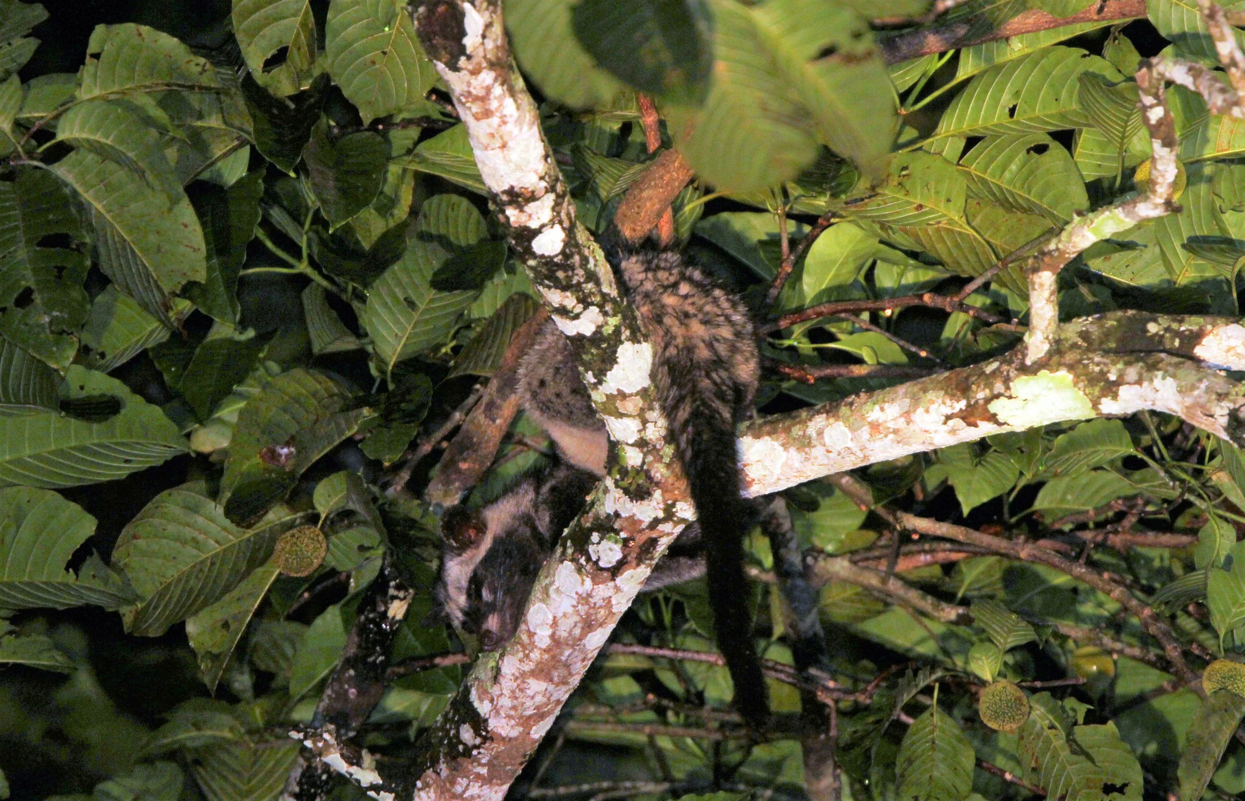 Paradoxus hermaphroditus laotum - COMMON PALM CIVET - KHAO YAI NATIONAL PARK THAILAND (4).JPG