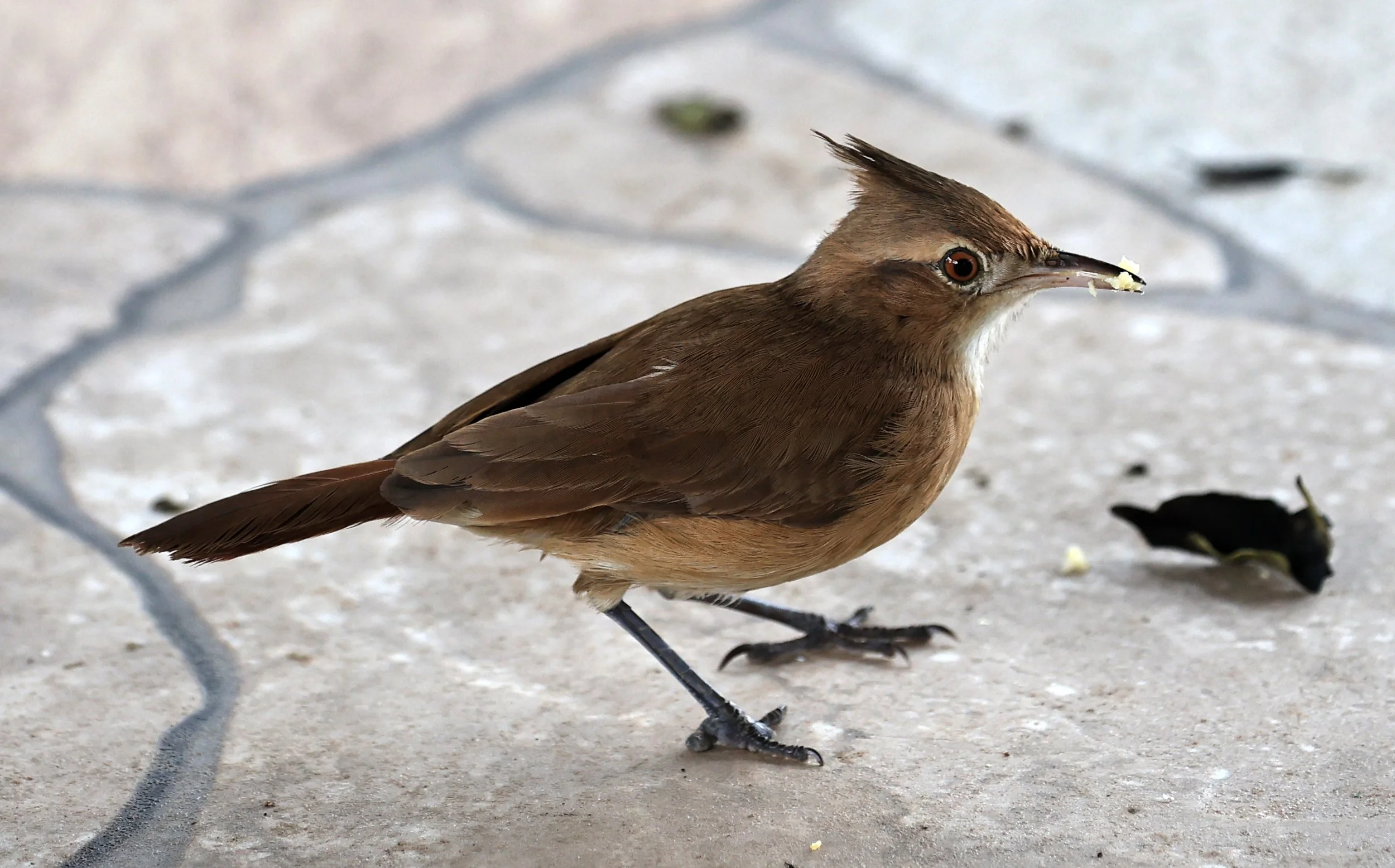 Crested Hornero (Furnarius cristatus) Hotel Campestre Iparoma Paraguay (1).jpg