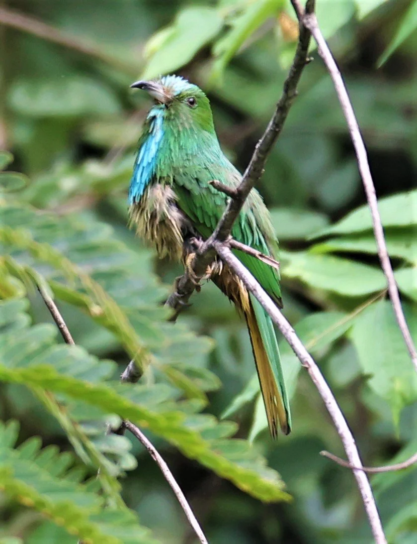 BEE-EATER - BLUE-BEARDED BEE-EATER - Nyctyornis amictus - KAENG KRACHAN NATIONAL PARK 16 OCT 2021 (38).jpg