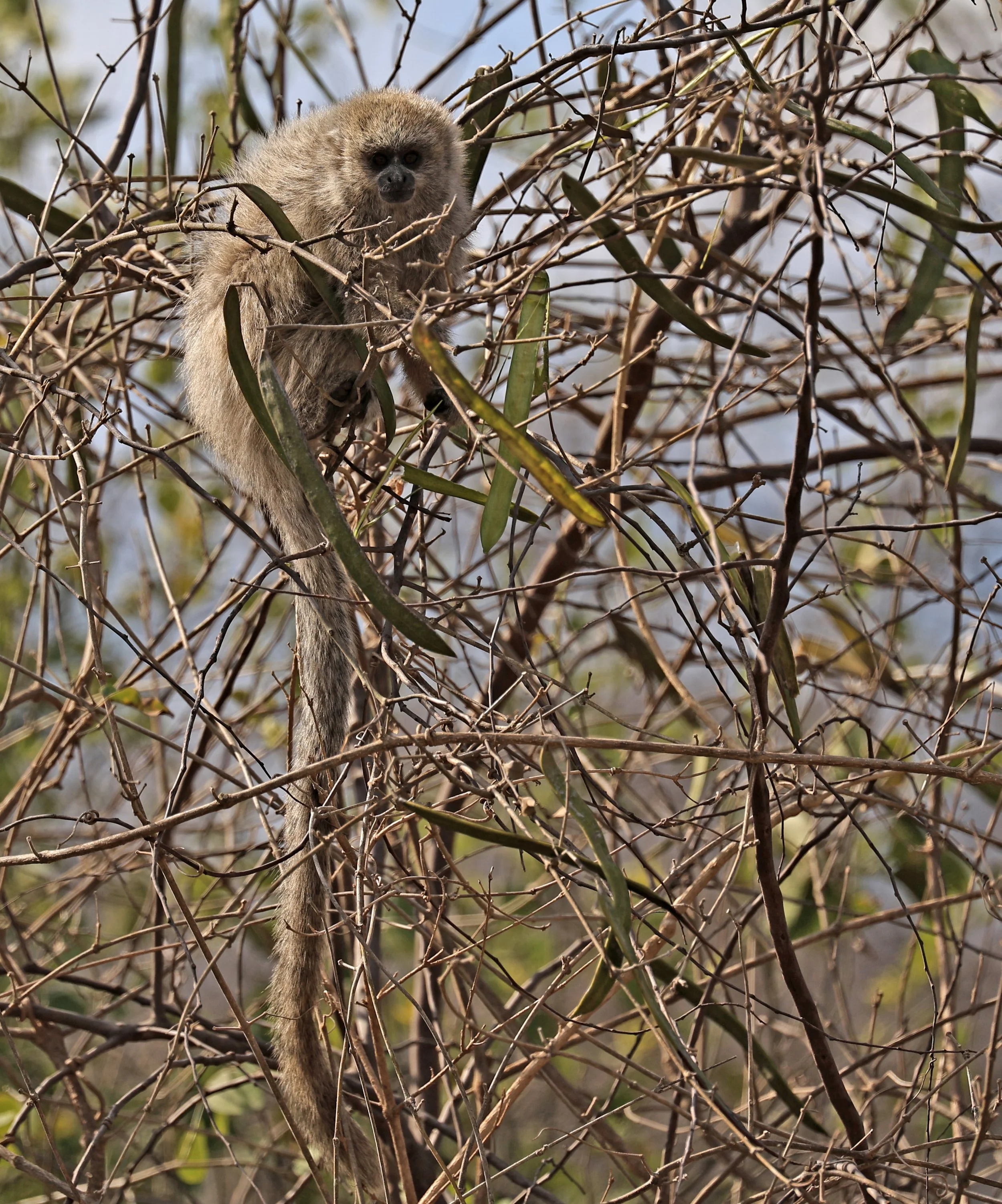 Chacoan Titi (Plecturocebus pallescens) 