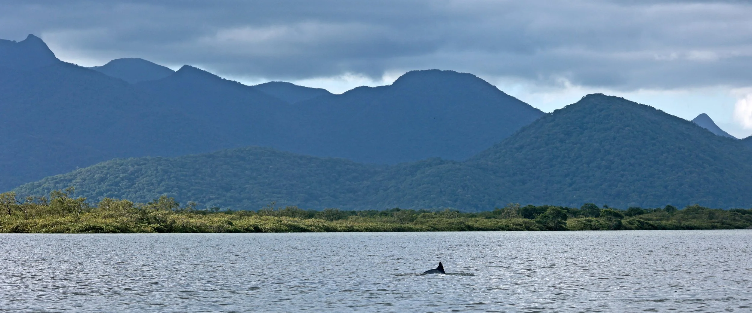 Guiana Dolphin (Sotalia guianensis) Superagüi National Park, Brazil (20).jpg
