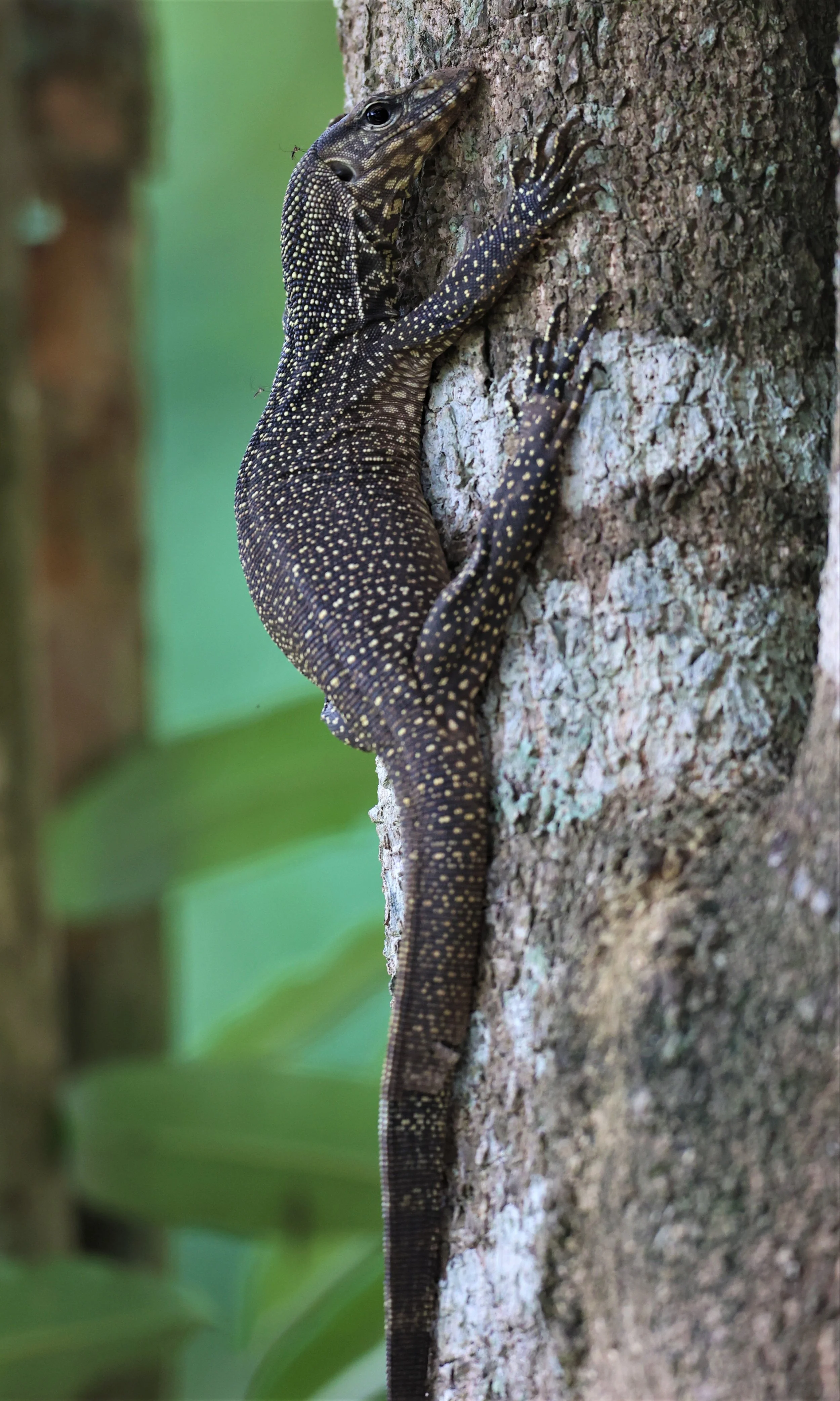 Clouded Monitor (Varanus nebulosus)