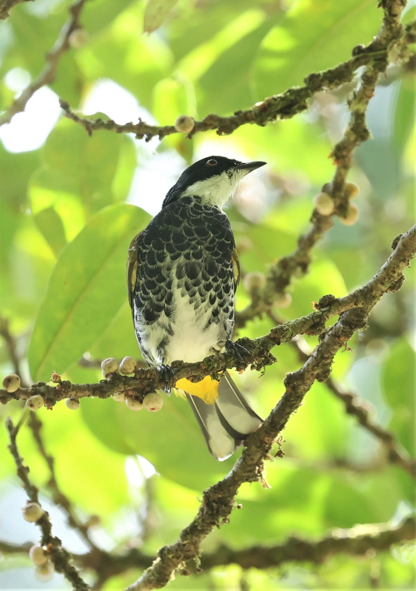 BULBUL - SCALY-BREASTED BULBUL - Ixodia squamata - HALA BALA WILDLIFE SANCTUARY APRIL 2022 (34).jpg