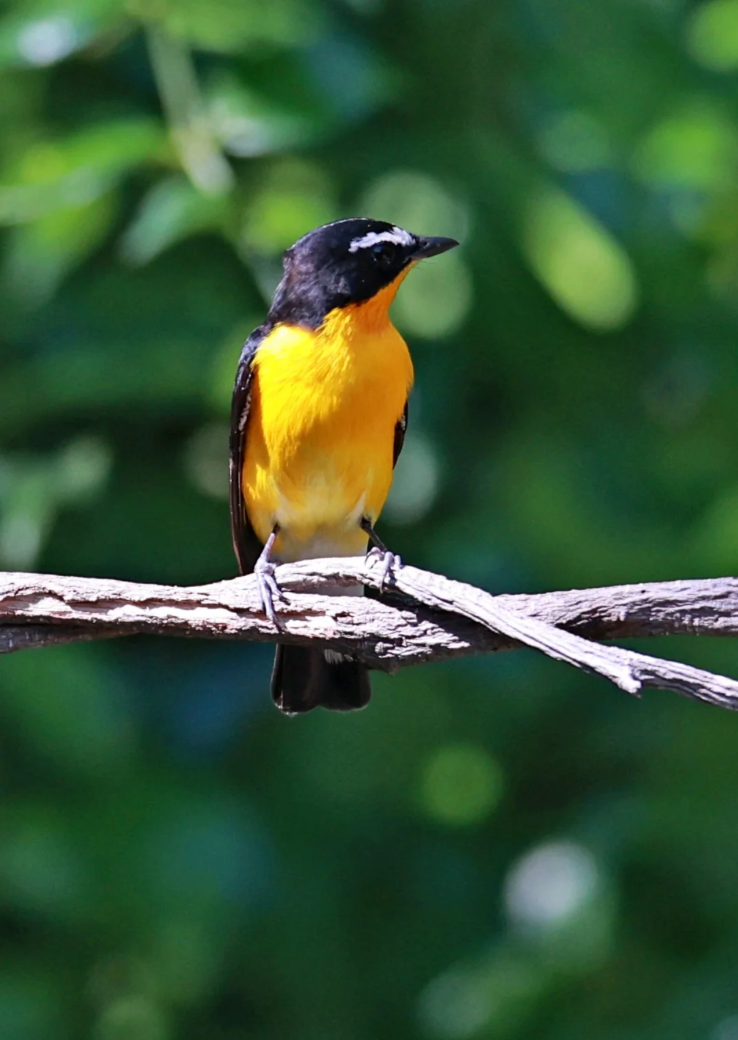 Flycatcher - Yellow-rumped Flycatcher - Ficedula zanthopygia - Bang Pu Mangrove Forest Reserve, Samut Prakan March 30, 2024 (36).jpg