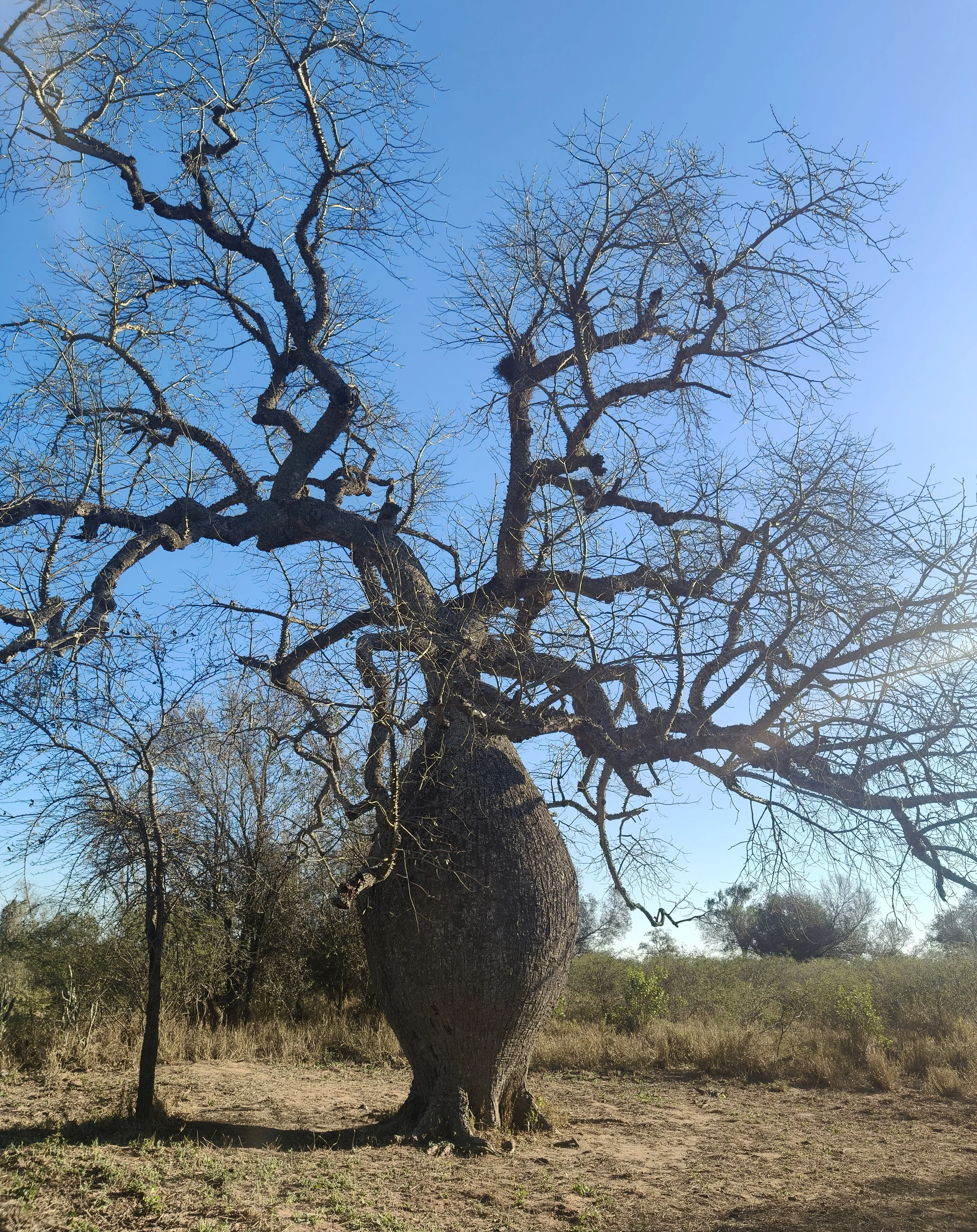 Yuchán tree (Ceiba chodatii) For