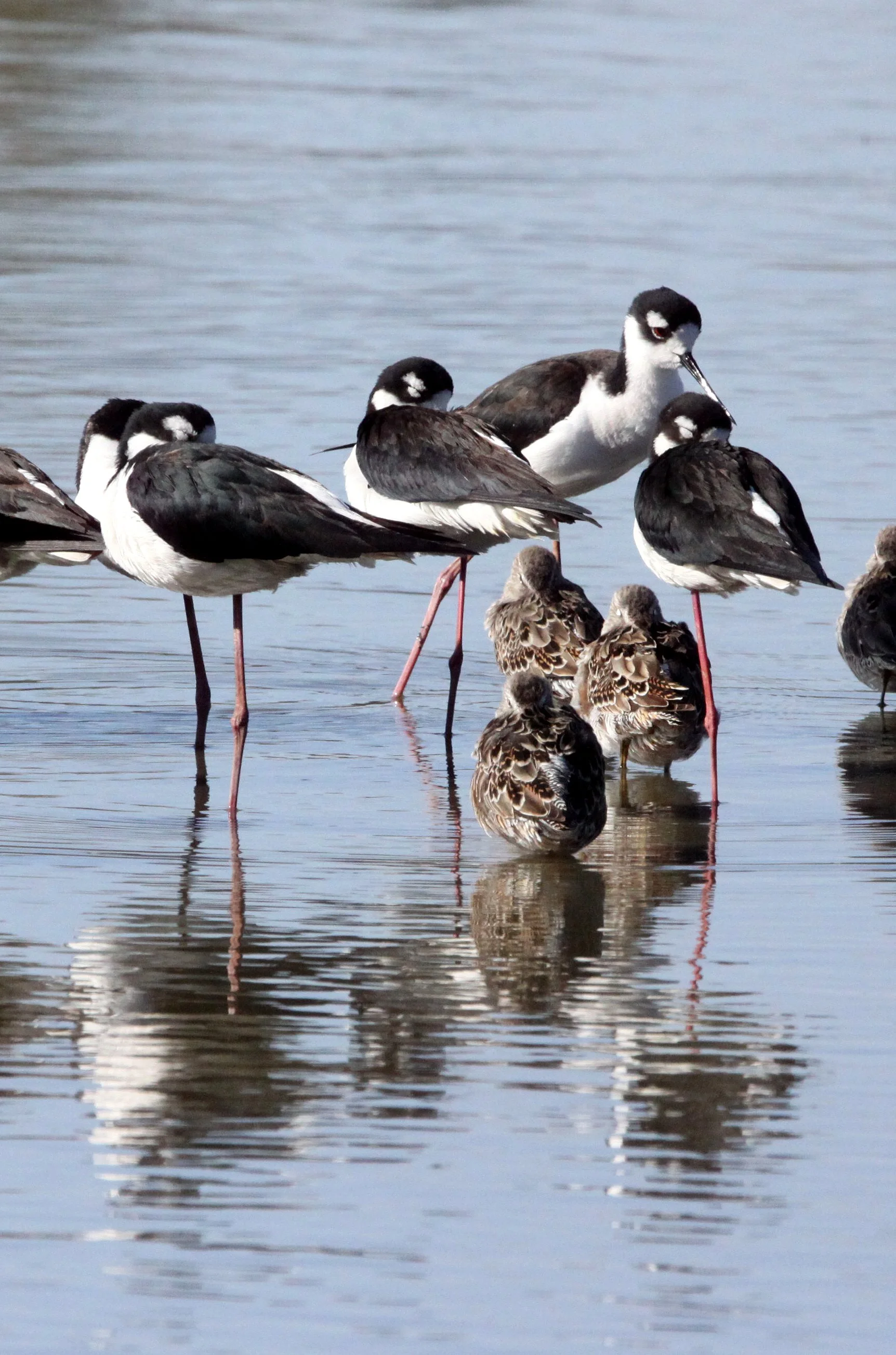 BIRD - STILT - BLACK-NECKED STILT - SAN JOAQUIN WILDLIFE RESERVE IRVINE CALIFORNIA (4).JPG