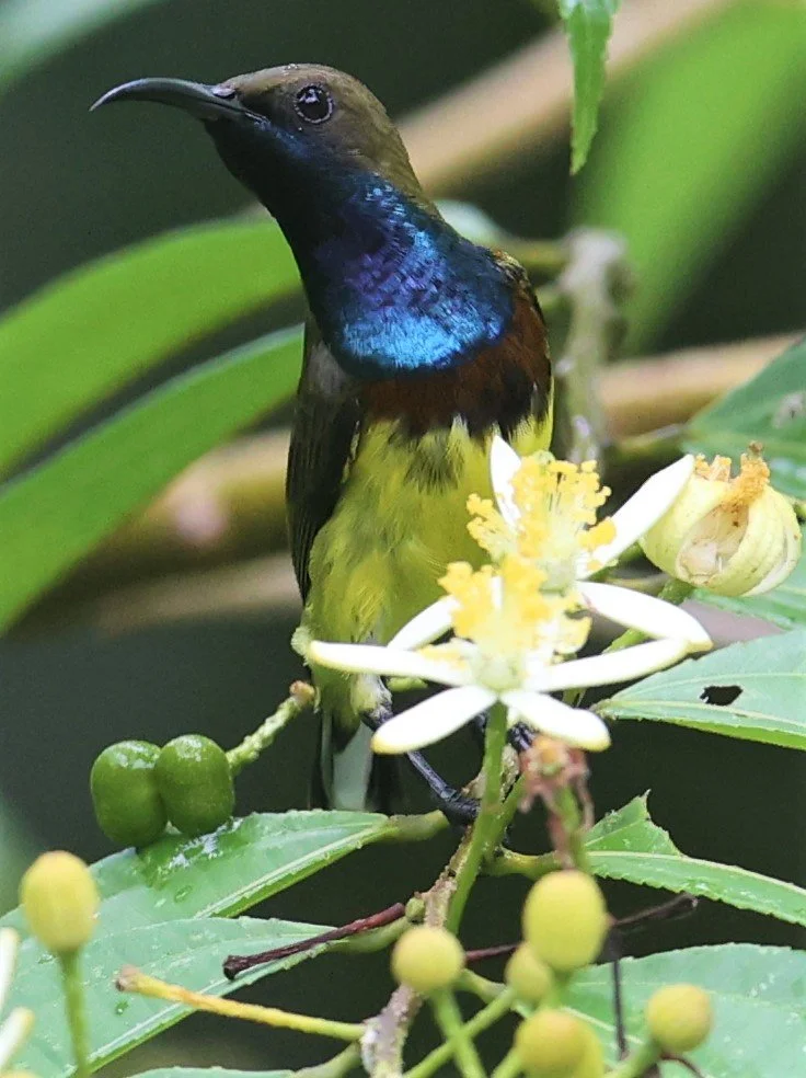 SUNBIRD - OLIVE-BACKED SUNBIRD - Nectarinia jugularis - KAENG KRACHAN NATIONAL PARK 16 OCT 2021 (16).jpg
