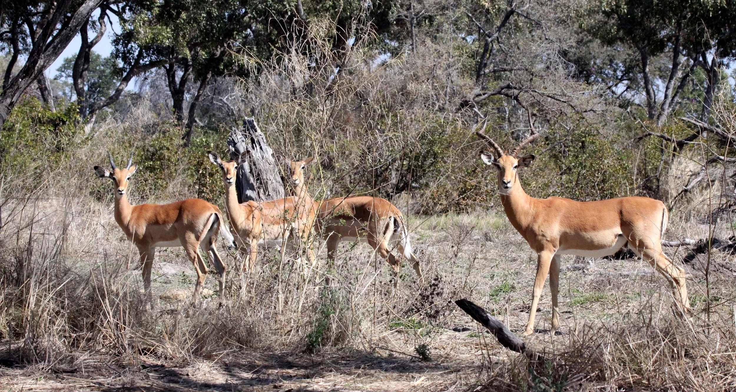 IMPALA - COMMON IMPALA - Aepyceros melampus - KHWAI CAMP OKAVANGO BOTSWANA (1).JPG