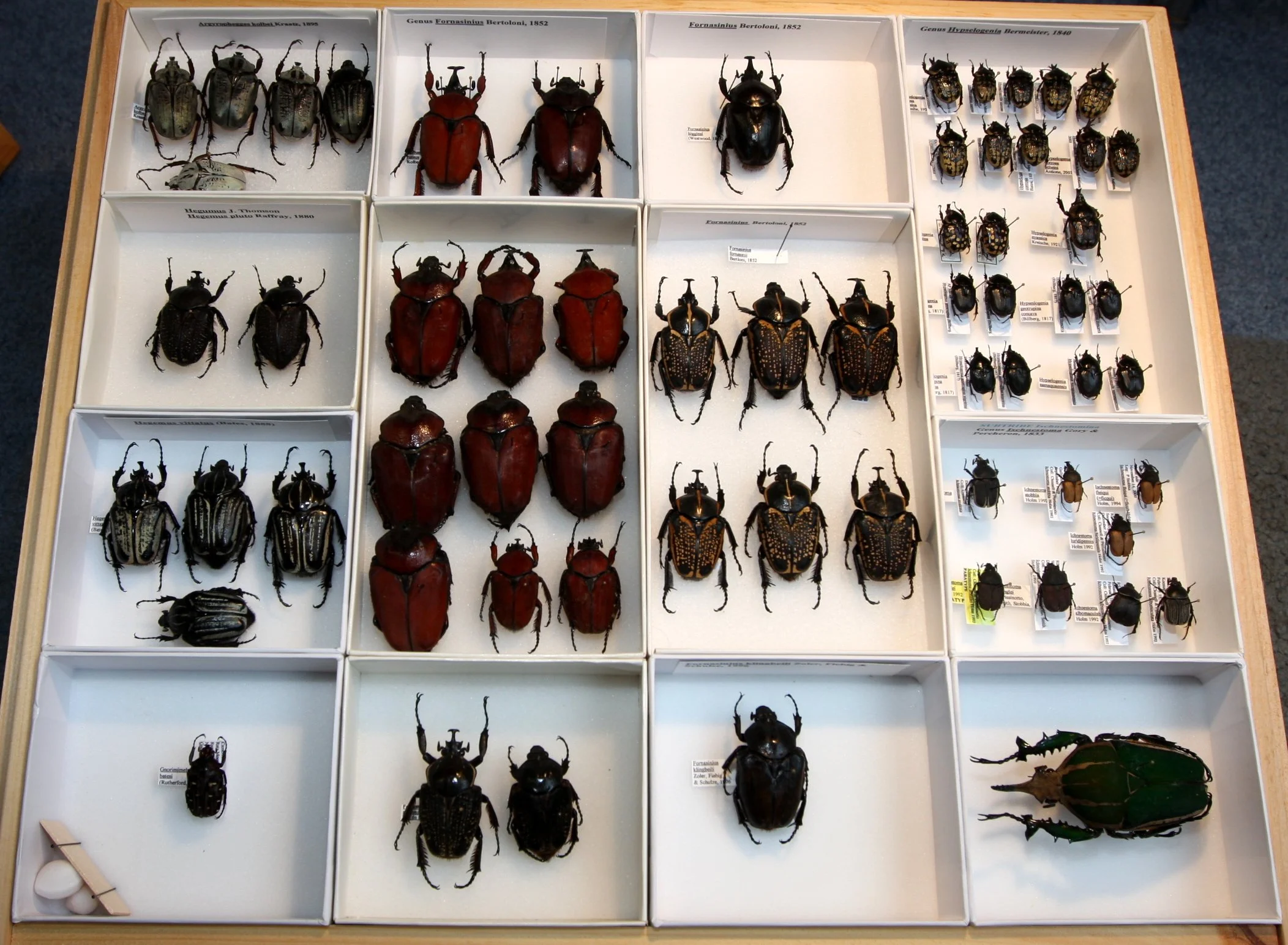 Cetoniinae 11 – Goliathini – Fornasinius, Hegemus, Ischnestoma.JPG