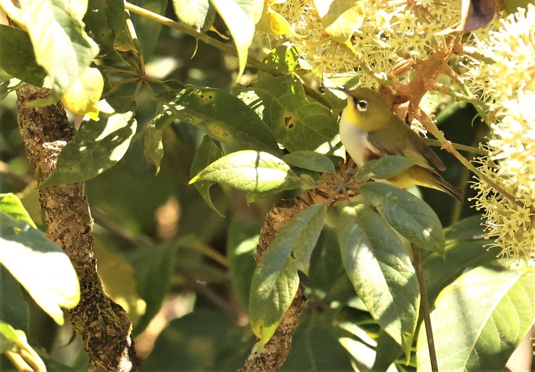 Chestnut-flanked White-eye (Zosterops erythropleurus) Doi Inthanon NP, Chiang Mai Thailand (14).jpg