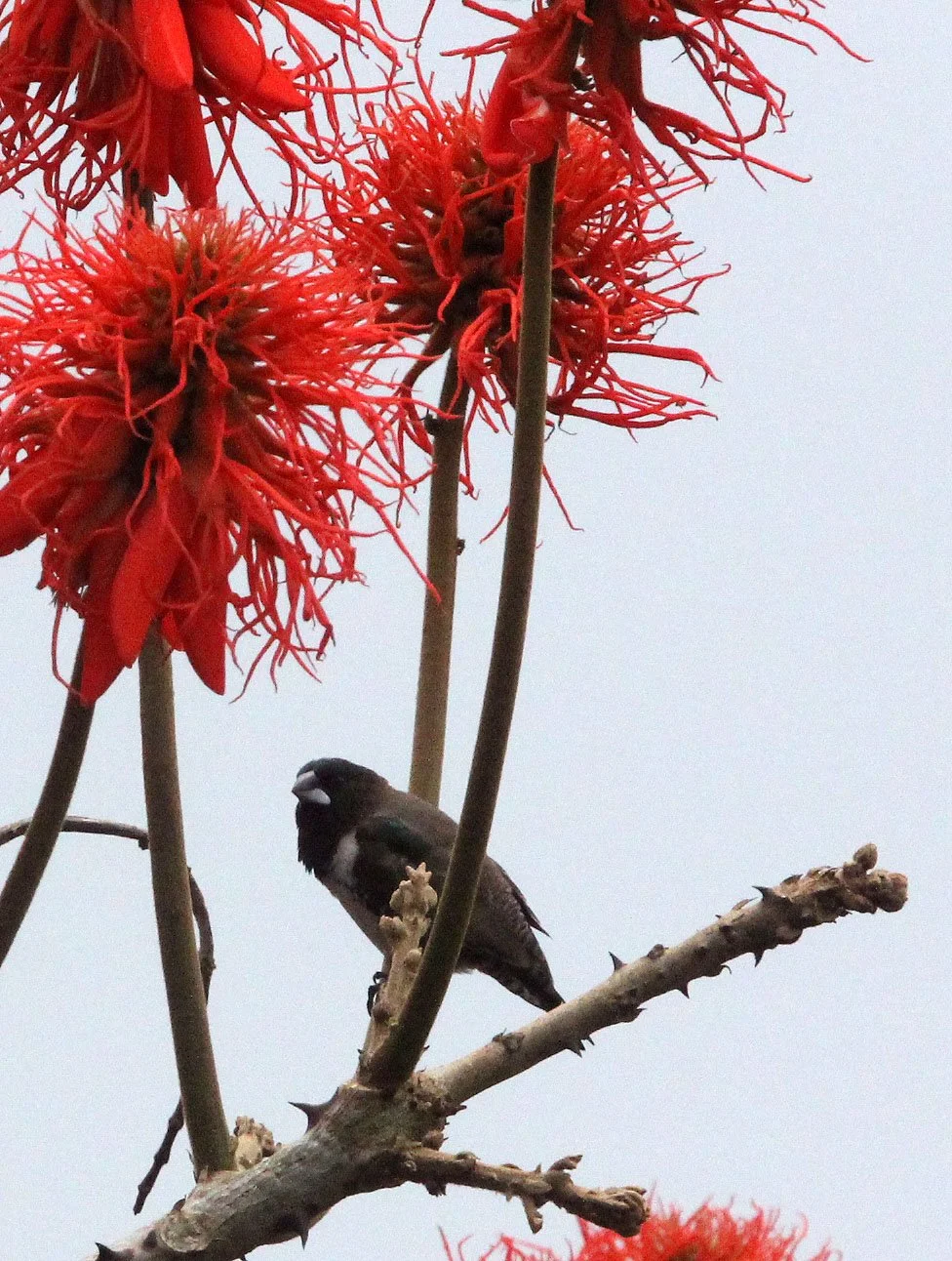 Bronze Mannikin (Spermestes cucullata) Kibale NP, Uganda Bigodi Swamp (1).JPG