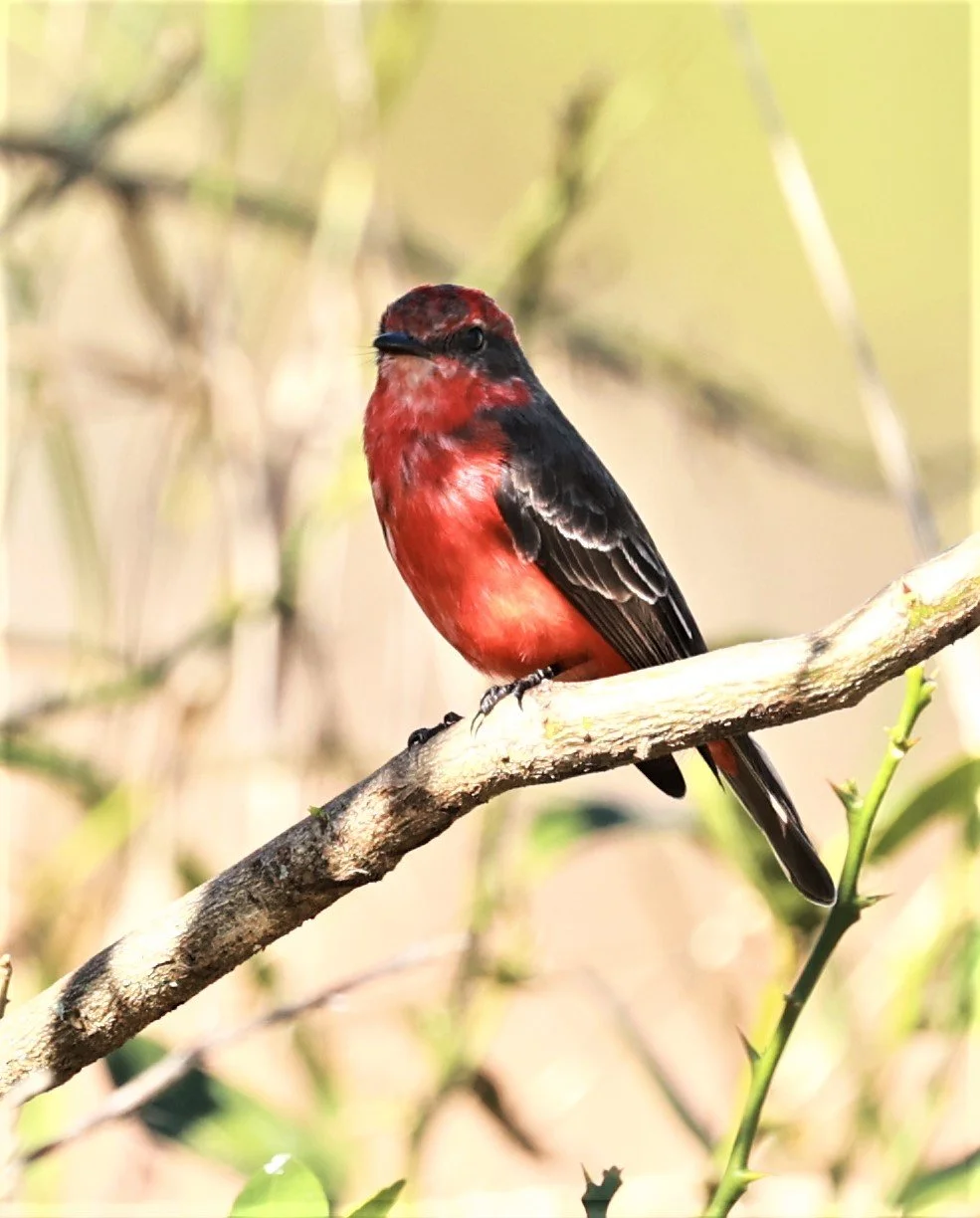Flycatcher - Vermilion Flycatcher - Pyrocephalus obscurus - Fazenda Garibaldi, Sao Paulo State (10).jpg