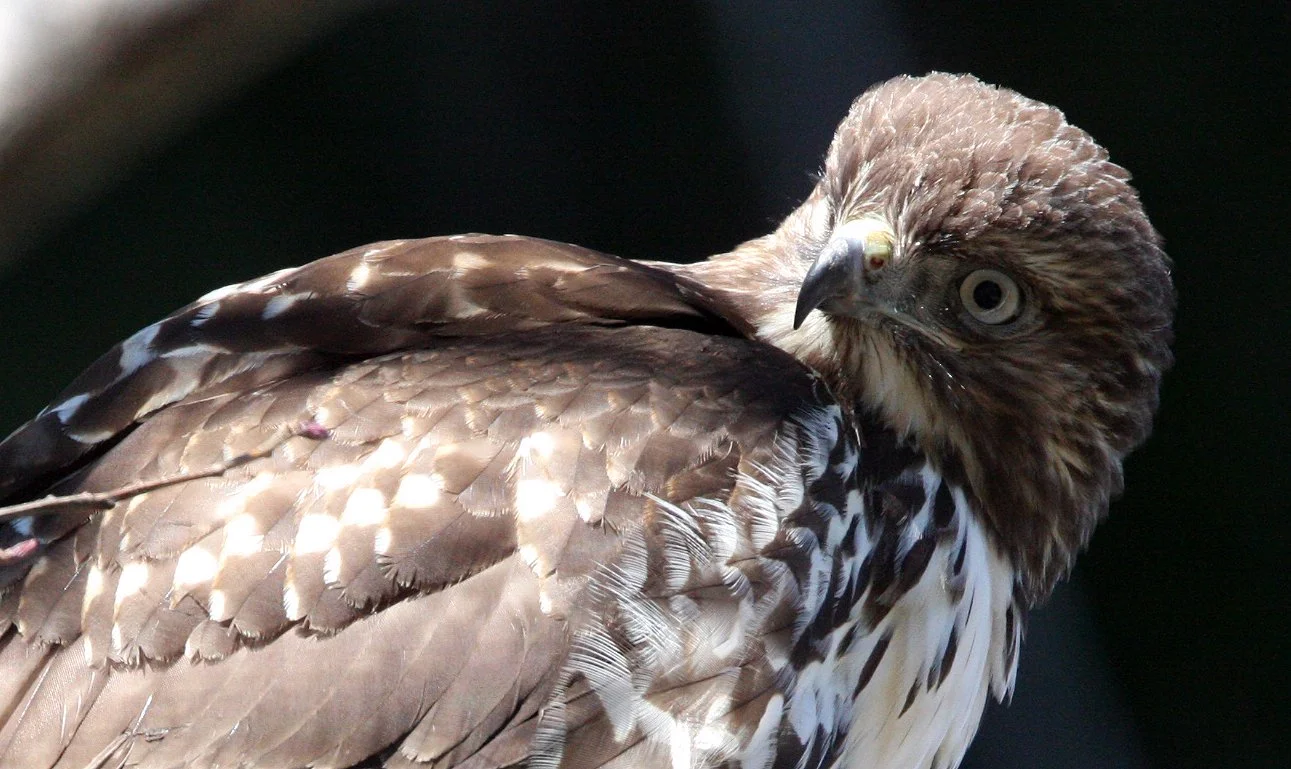 Buteo jamaicensis - RED-TAILED HAWK - TWIN RIVER ROAD OLYMPIC PENINSULA (9).JPG
