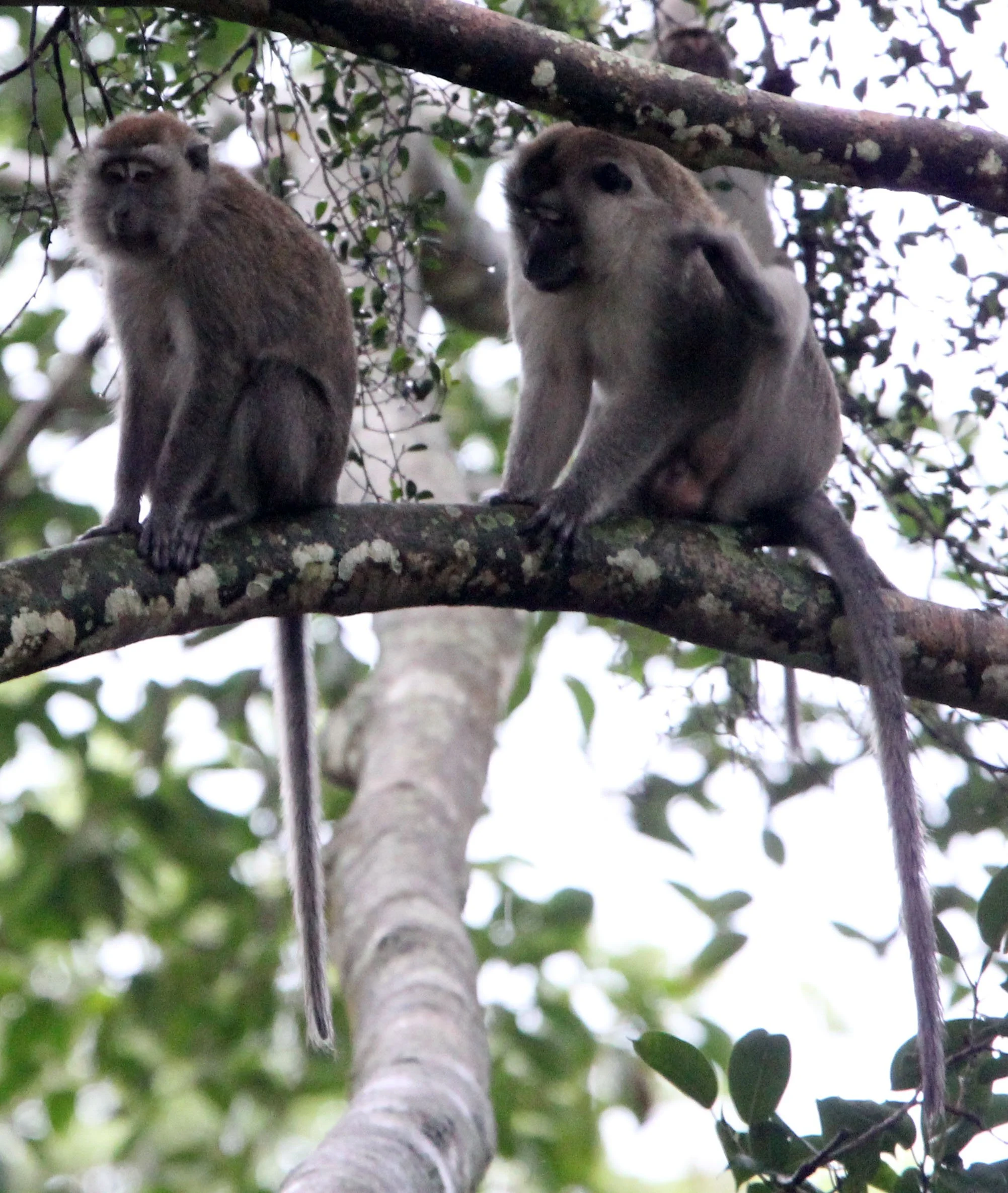 CERCOPITHECIDAE - Macaca fascicularis - LONG-TAILED MACAQUE - GEDE NATIONAL PARK JAVA BARAT INDONESIA (8).JPG